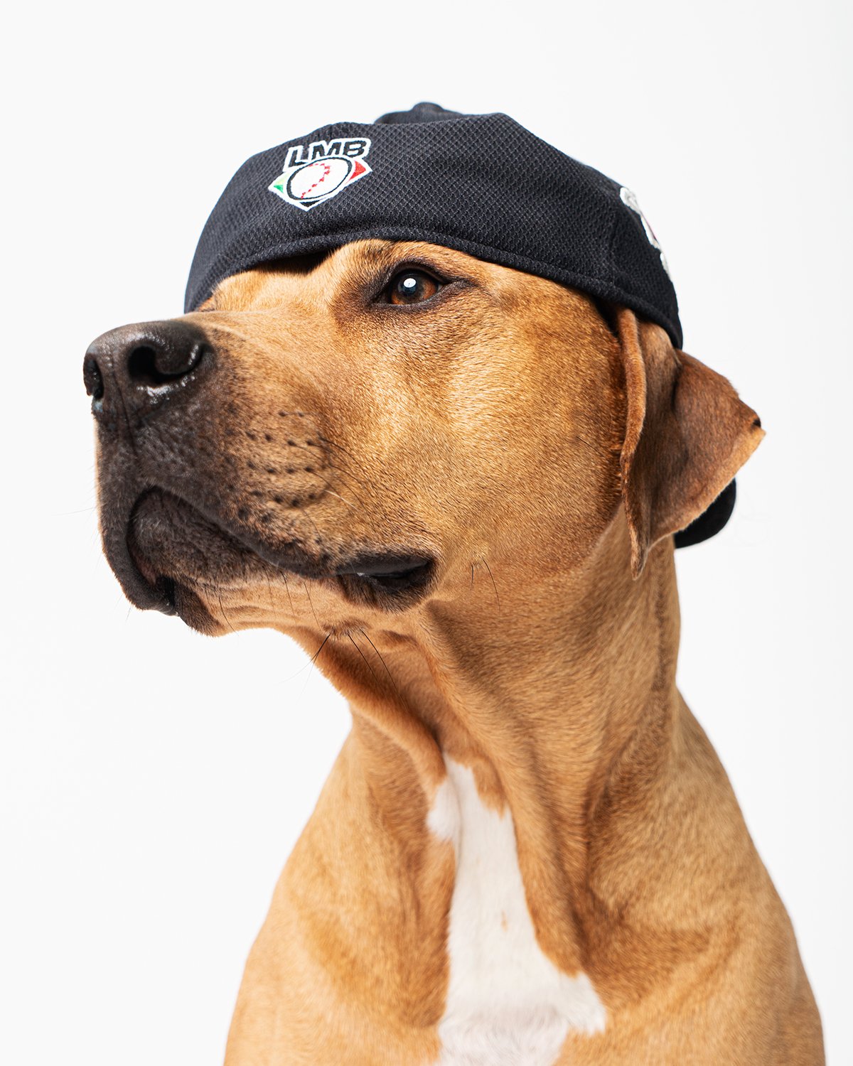 A brown dog with a black cap on its head, looking to the side against a white background.