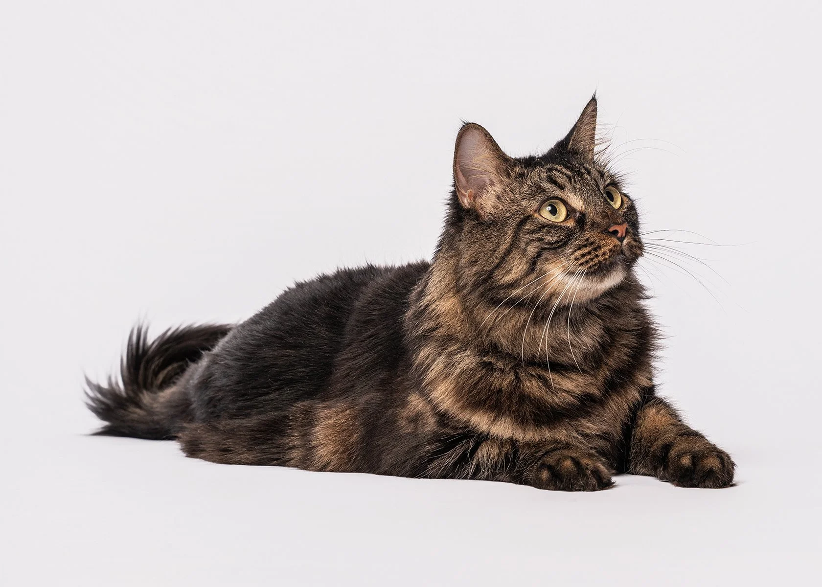 A tabby cat lying on a white surface, looking upwards with yellow eyes.
