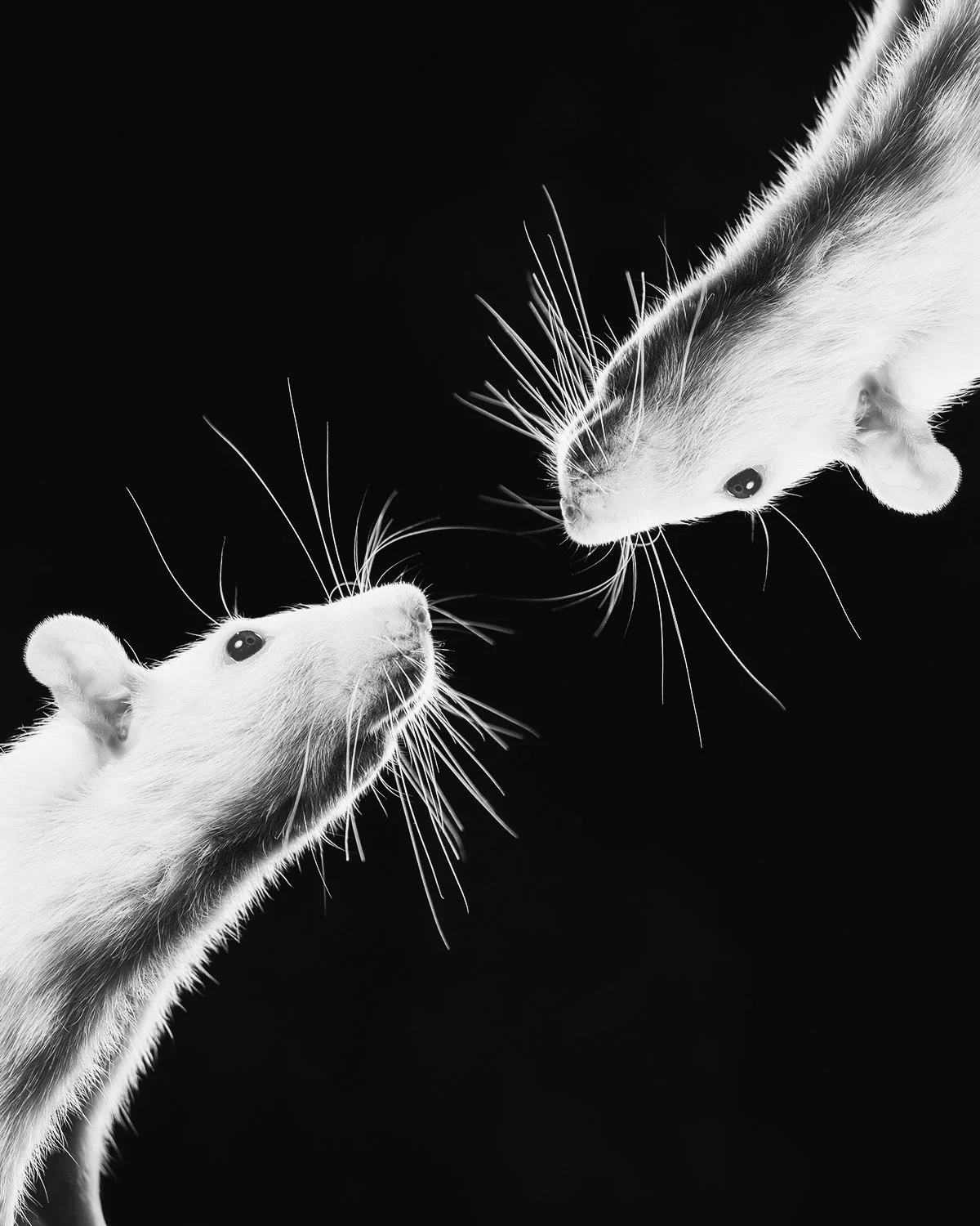 Two white mice facing each other on a black background.