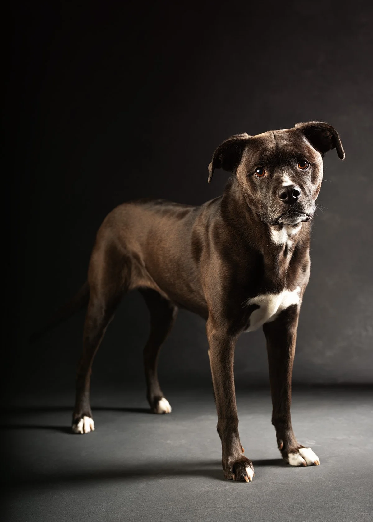 A black dog with white markings on its chest, standing on a dark surface against a dark background, looking at the camera.