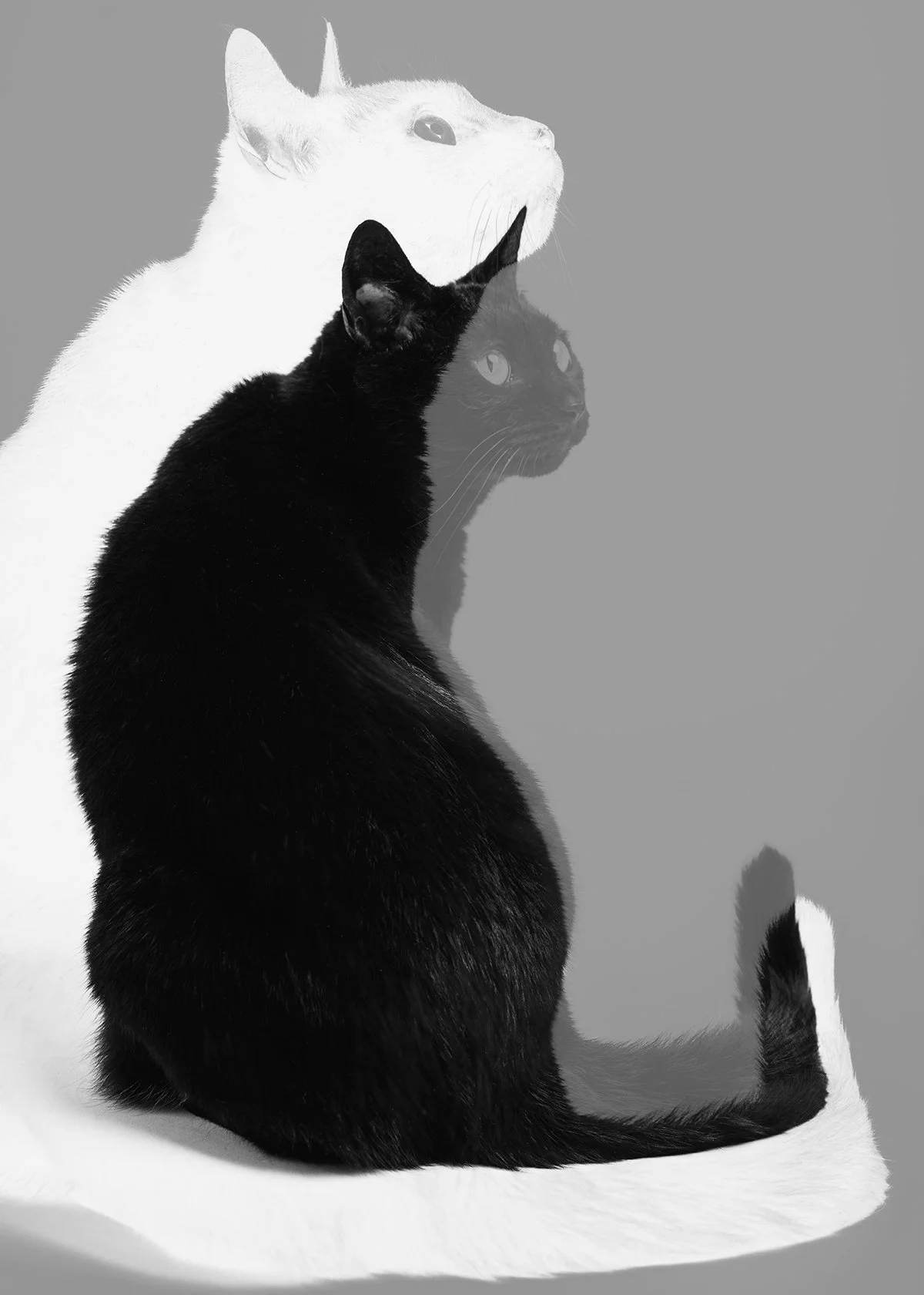 A black cat sitting in front of a semi-transparent overlay of a white cat and their profile silhouette, all on a light grey background.