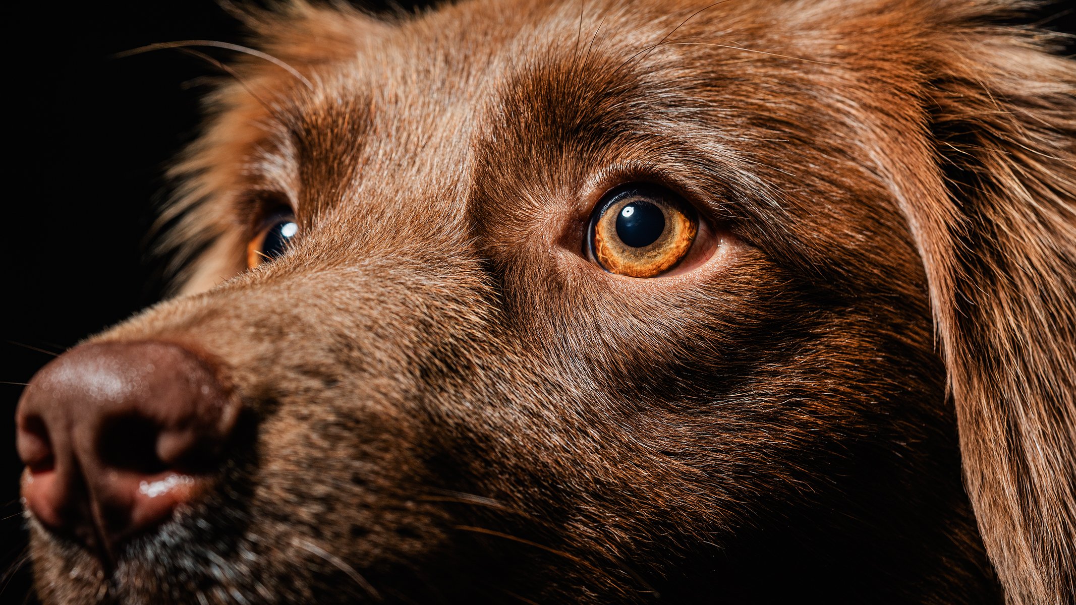 Close-up of a brown dog's face showing its eyes, nose, and fur texture with a dark background.