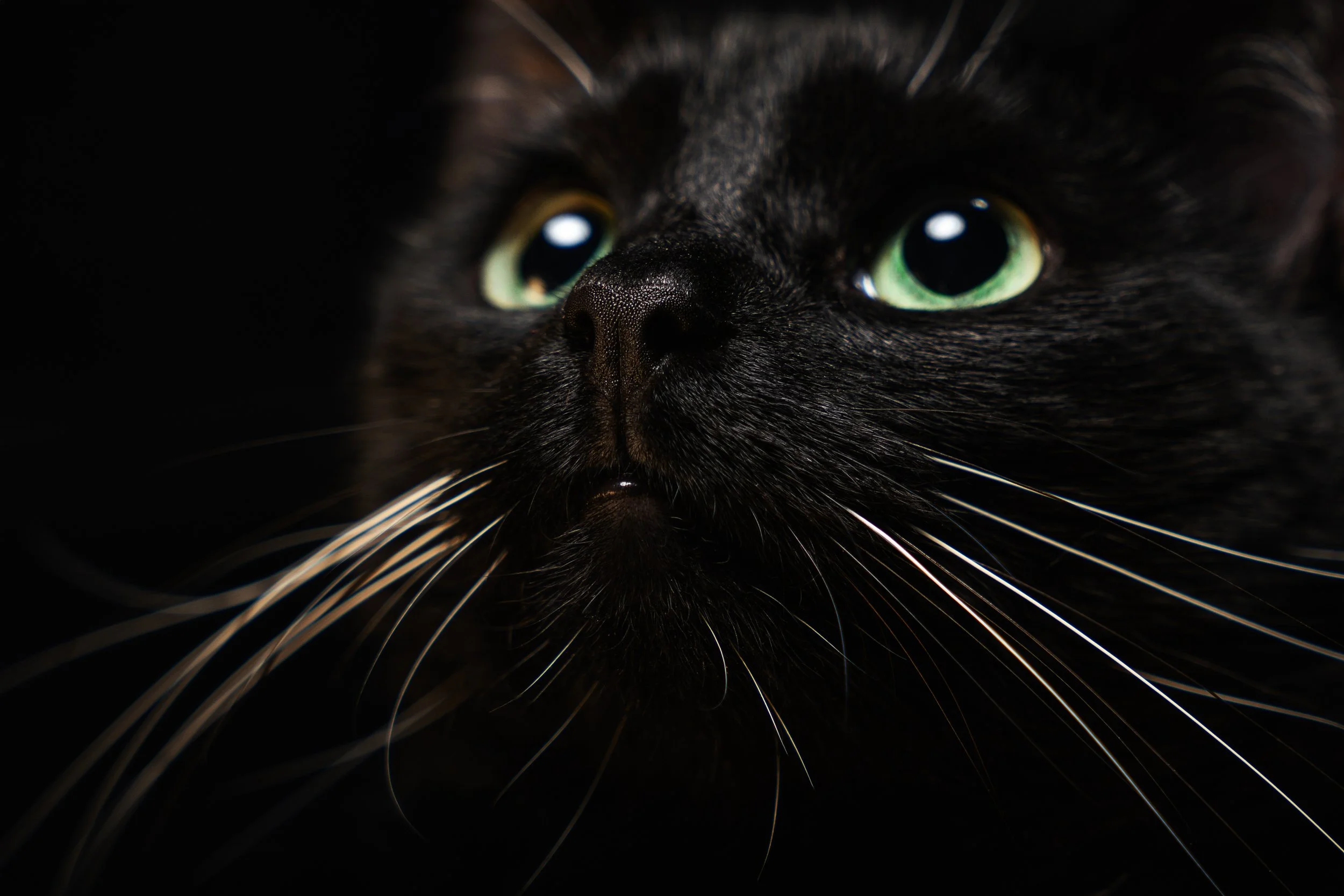 Close-up of a black cat's face with green eyes and white whiskers against a black background.