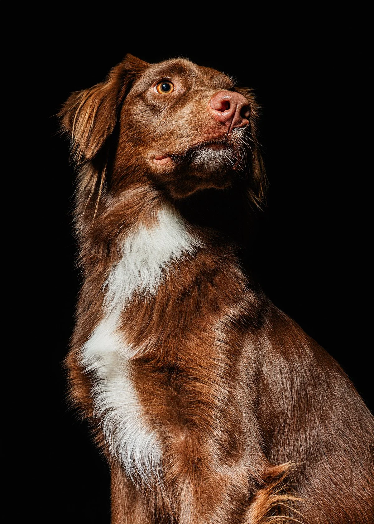 Close-up of a brown and white dog with bright eyes, looking slightly upwards against a black background.