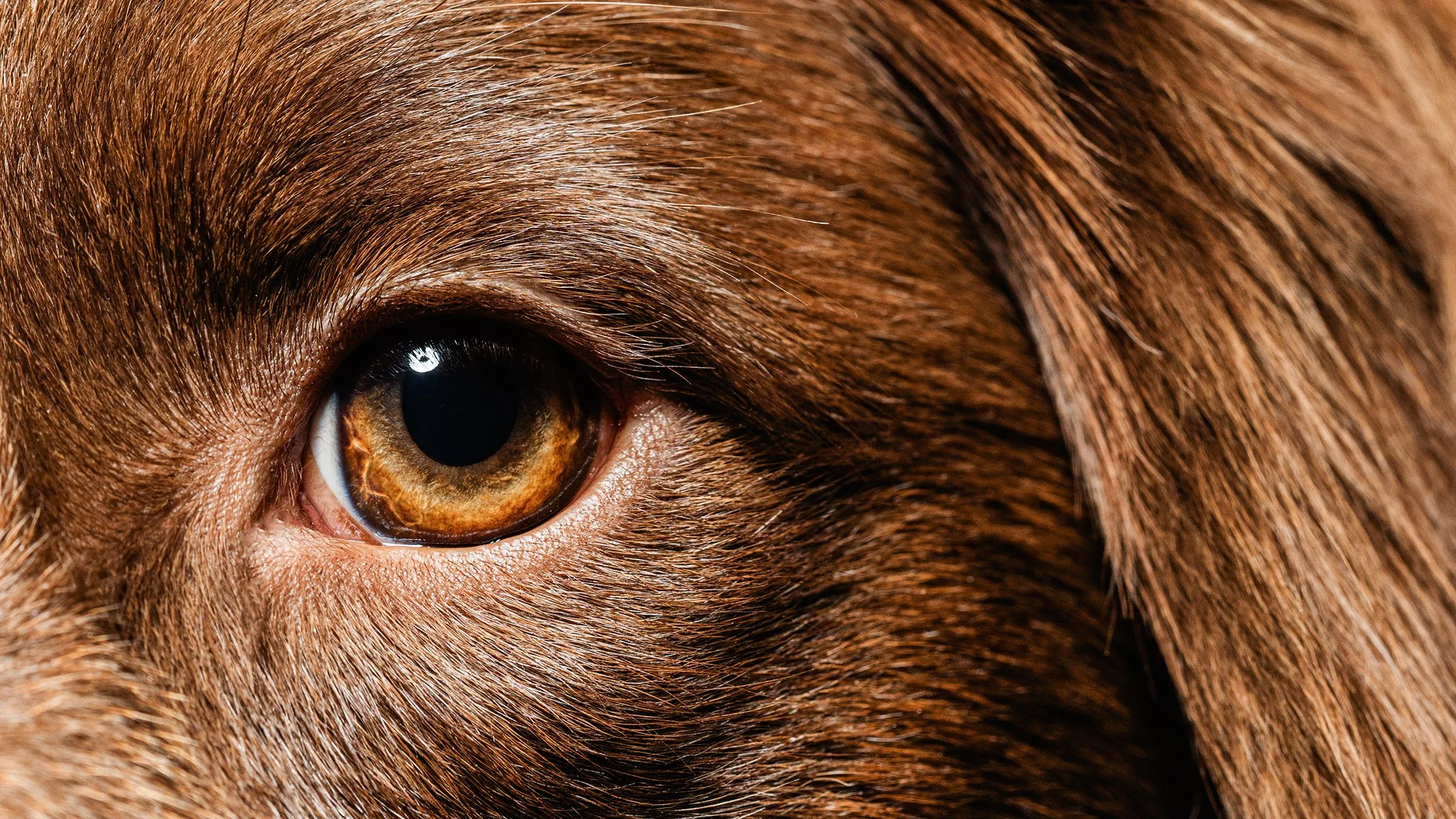 Close-up of a dog's brown eye and surrounding fur.