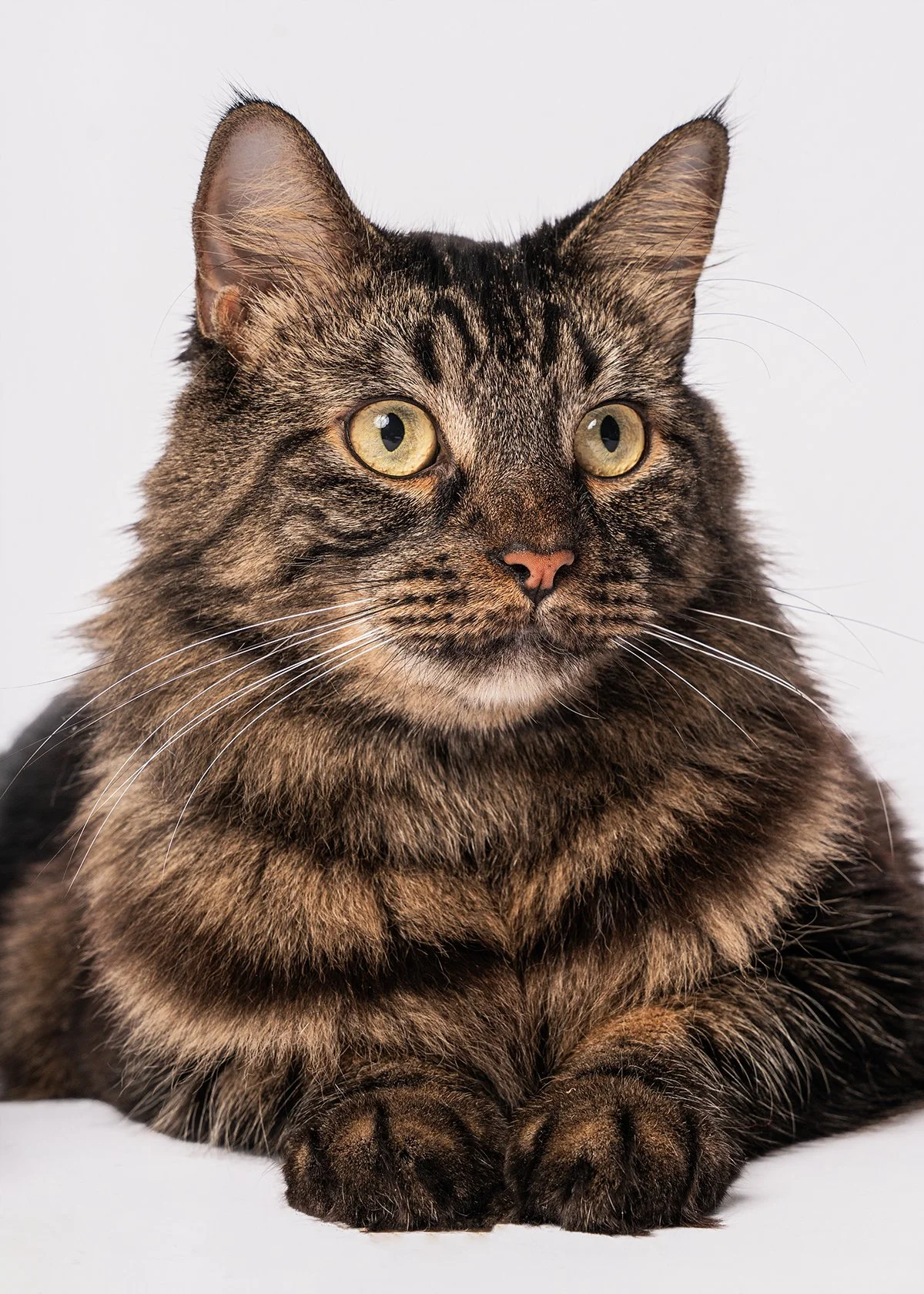 Close-up of a tabby cat with yellow eyes, lying down on a white background.