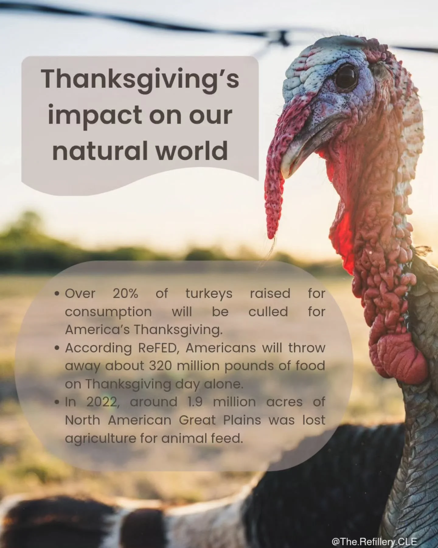Every year millions of Americans celebrate Thanksgiving. Consuming millions of pounds of food carries a toll on the environment.

This year, let's make a change for the good. Consciously consuming our meals with gratitude towards the sacrifices made.
