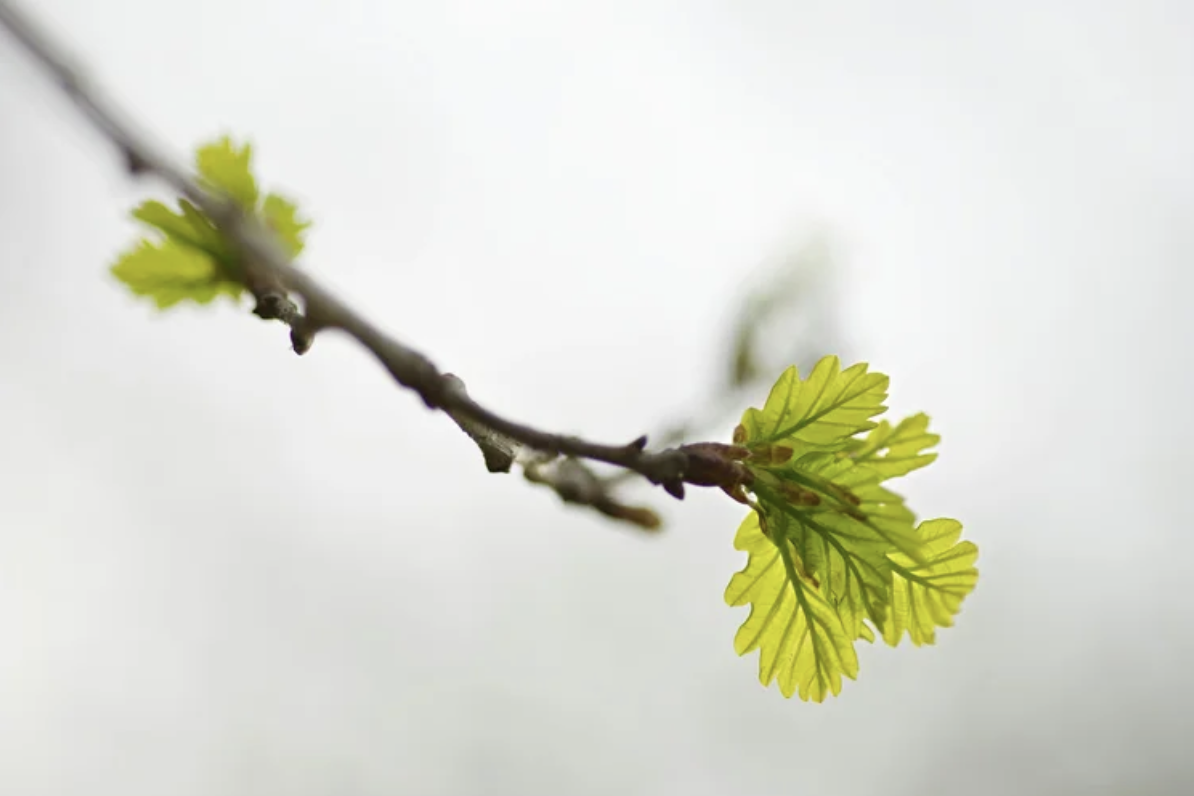 1:1   COME BACK TO HARMONY - Field Calibration