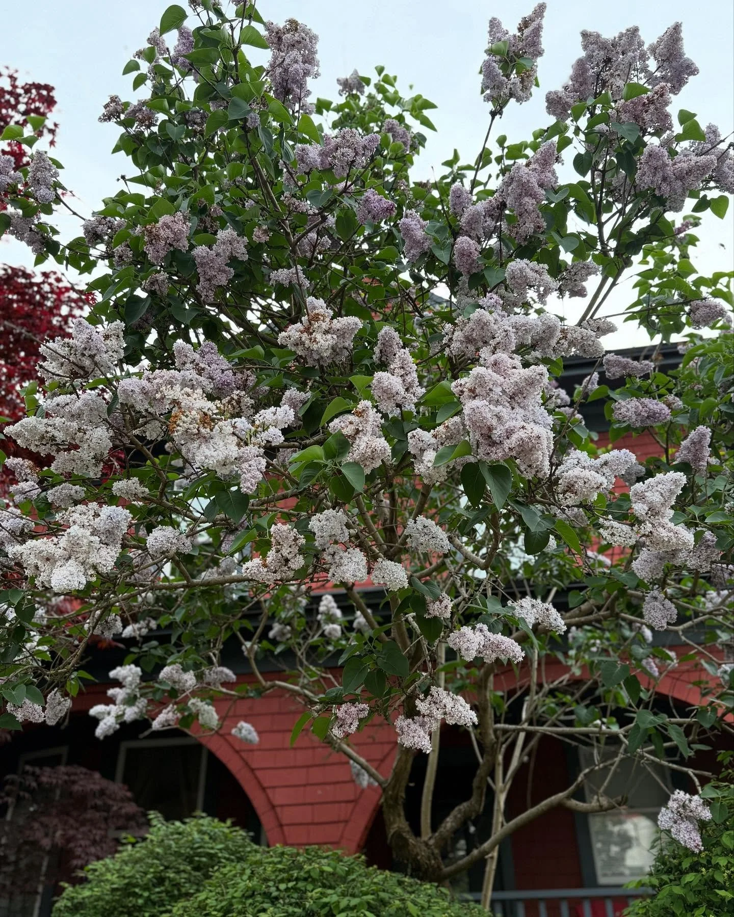 Vancouver is in bloom and it&rsquo;s so beautiful!  This is one of my favorite cities and I&rsquo;m thrilled to be back for a long weekend. I&rsquo;ll plan your trip to this civilised city anytime.  May-September is magic.
.
.
.
#travelblog #travelgr