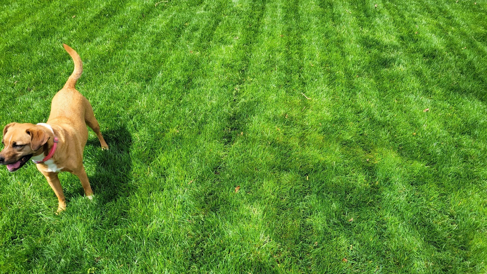 Sorry... my dog got in the way! 🤣