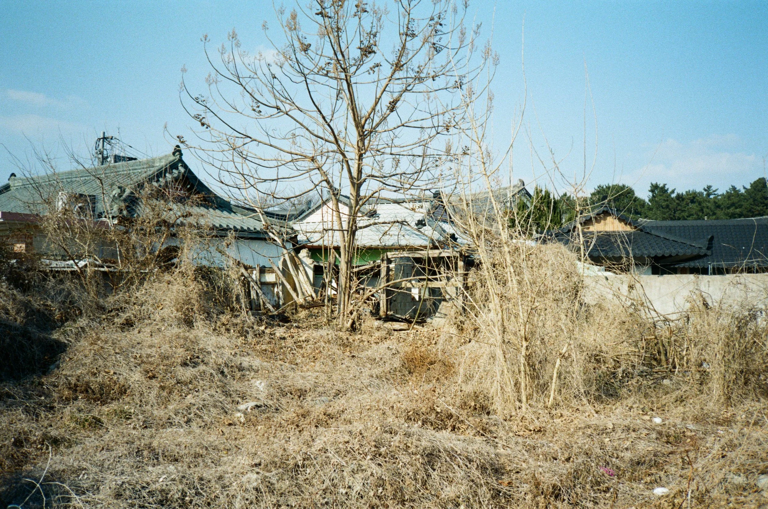 Prints Korea Winter 25-50.jpg