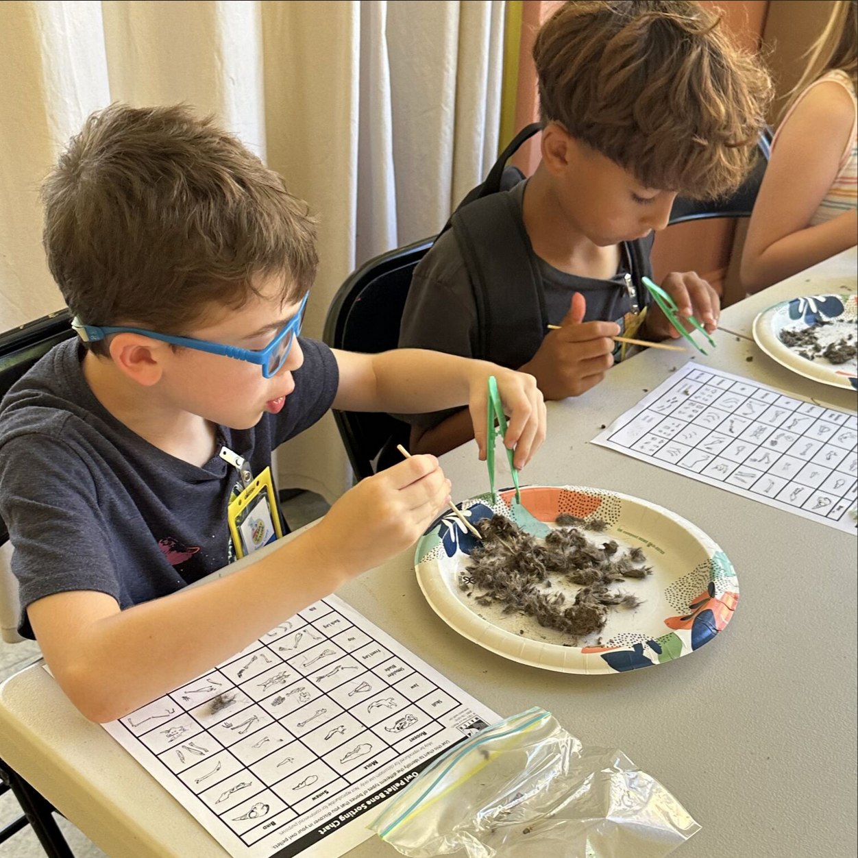 Two young boys at a table participating in a bird banding activity, examining feathers and bird parts on paper with charts, using tweezers and tools.