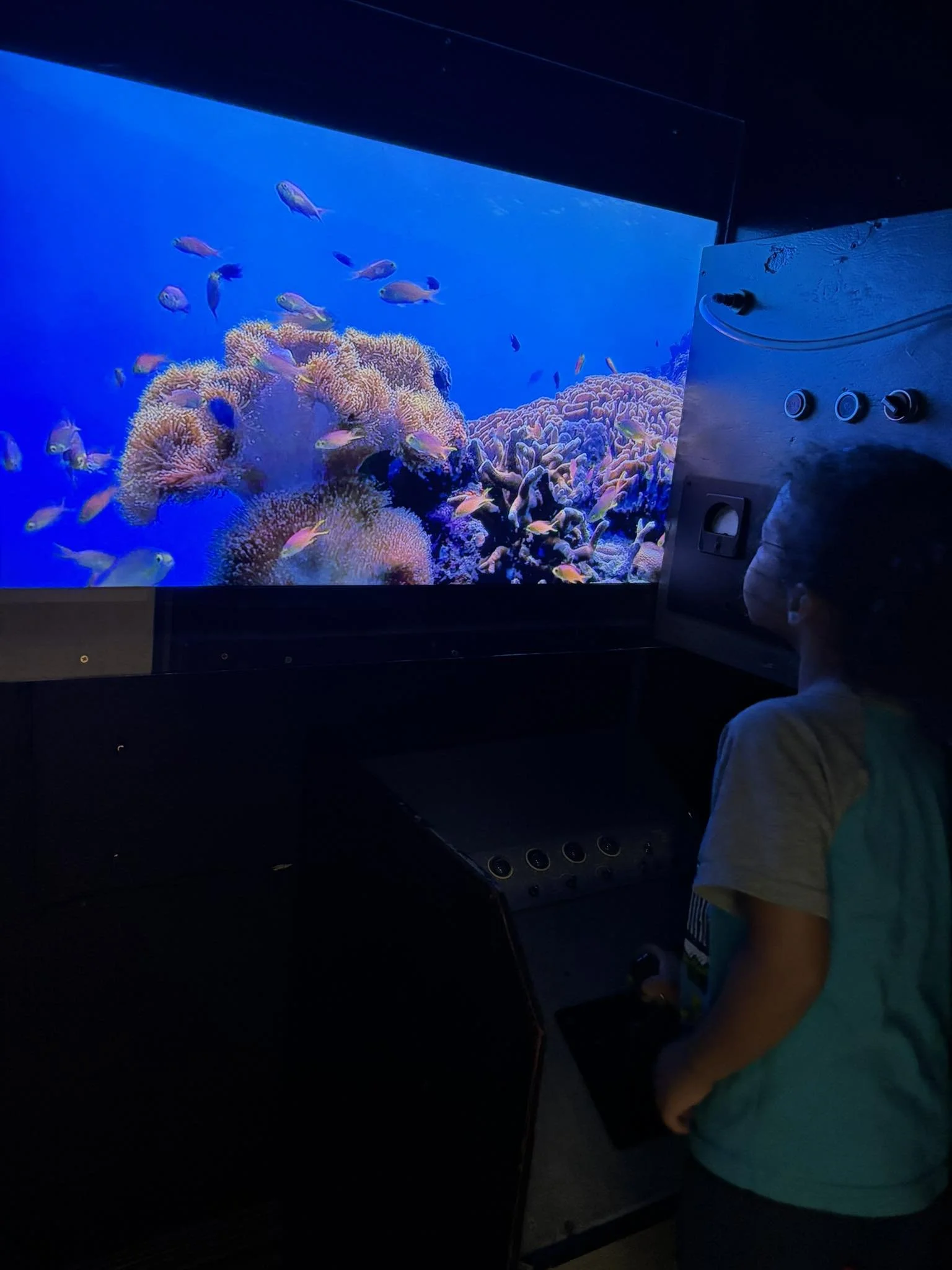 Child looking at an aquarium display with colorful coral and small fish.