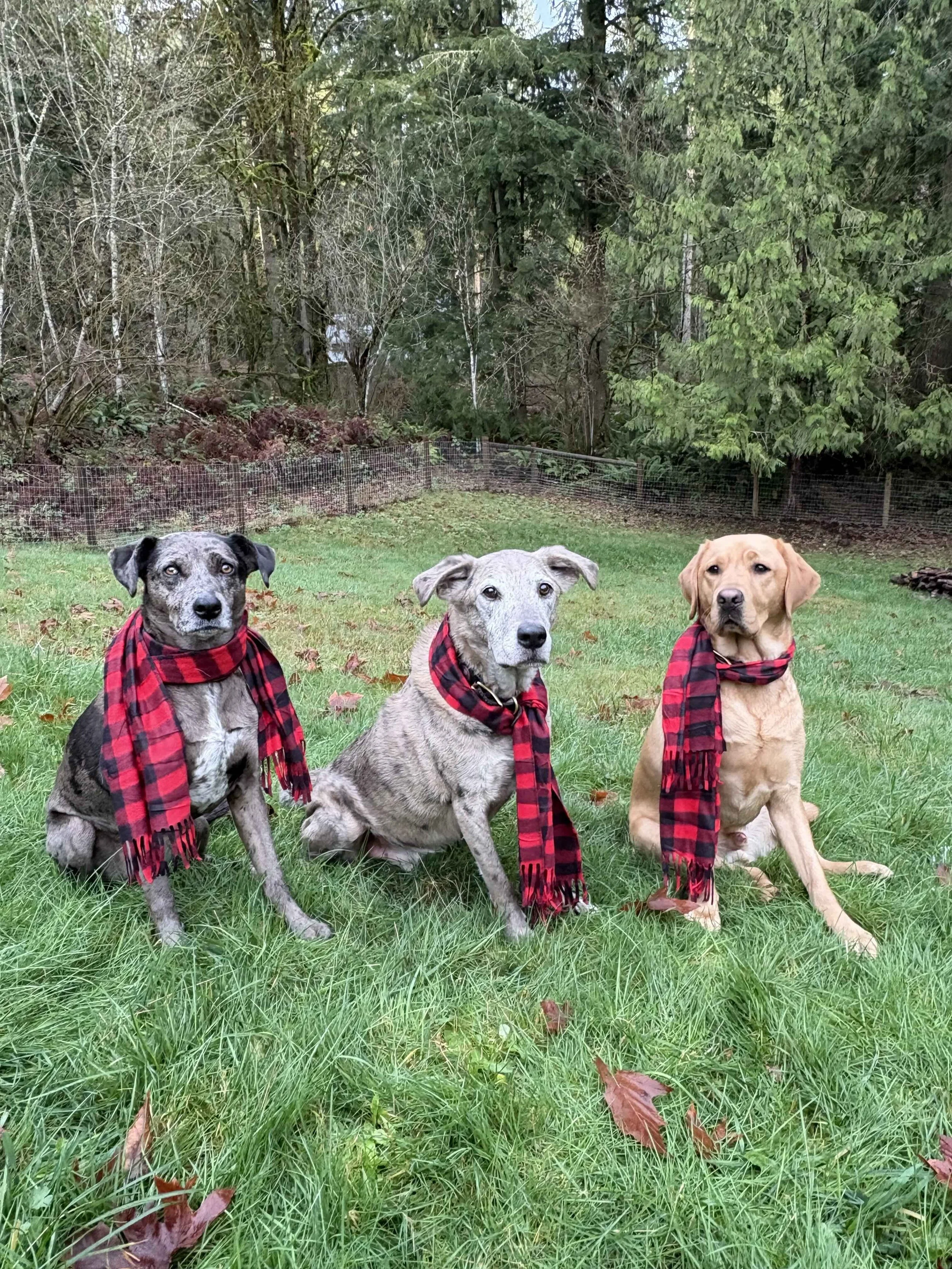 3 Dogs scarves.jpeg