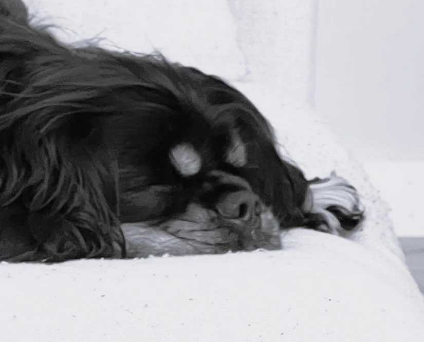 Business Evaluation Services