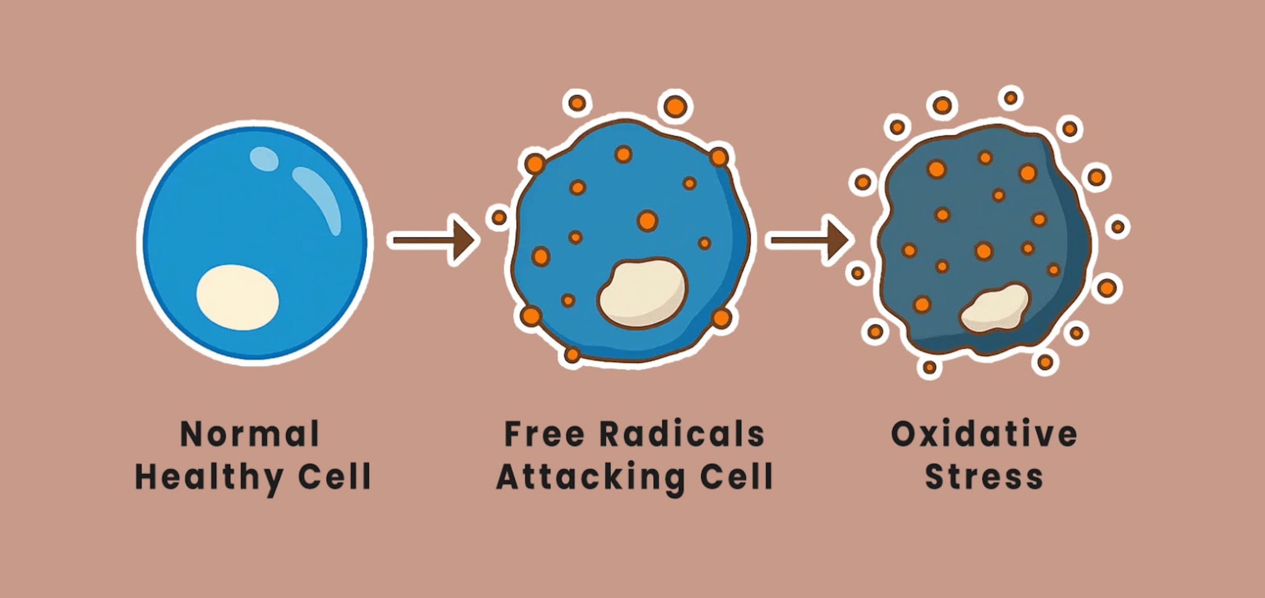 Illustration showing oxidative stress, where free radicals damage a healthy cell, helping explain how oxidative stress affects health and inflammation.