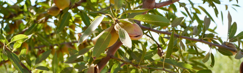 Almond Orchard Hull Split American Almond Company Ag Land Partners Fowler Brothers Farming