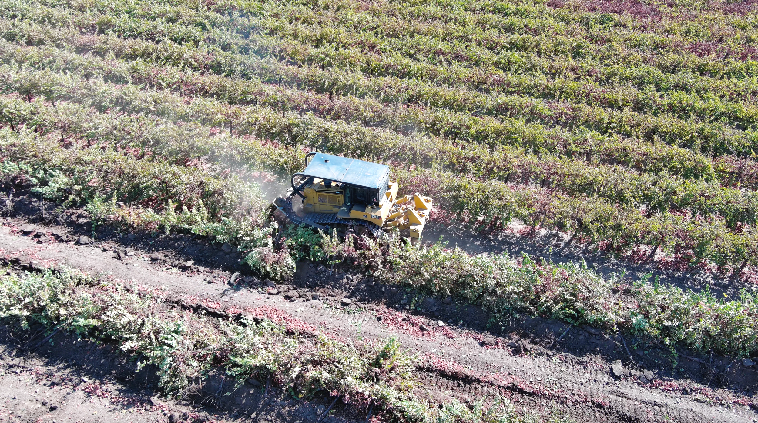 Vineyard Removal