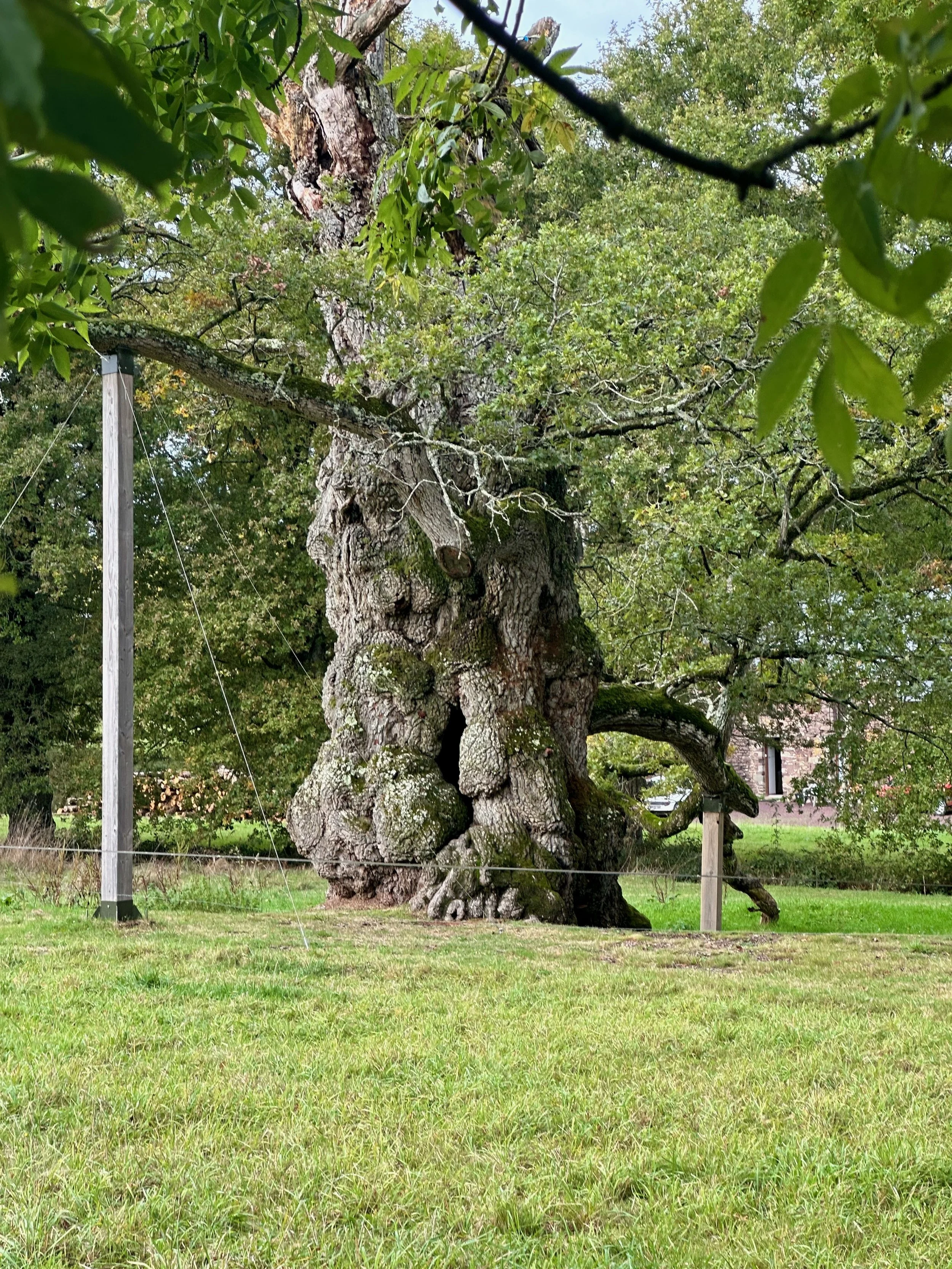 NUMINOUS France Chêne à Guillotin Oak 5.jpeg