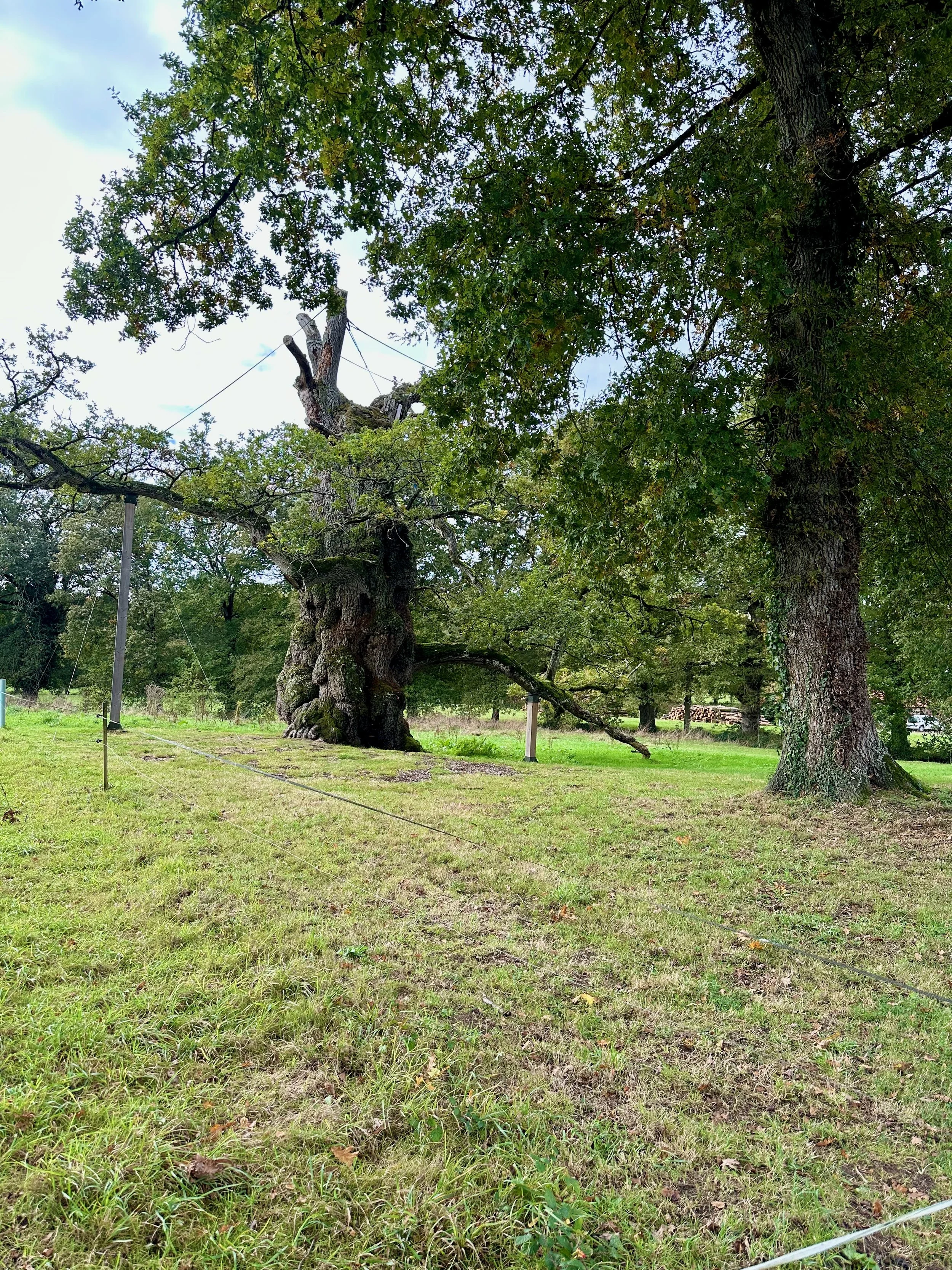 NUMINOUS France Chêne à Guillotin Oak 2.jpeg