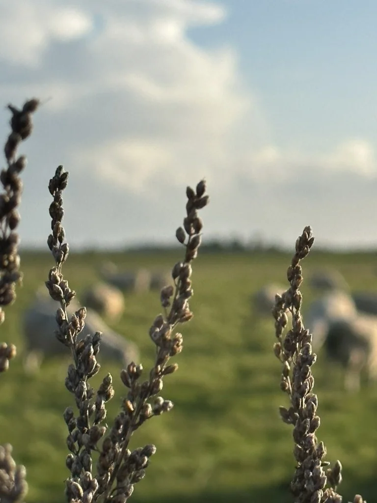 NUMINOUS England Stonehenge 10.jpeg
