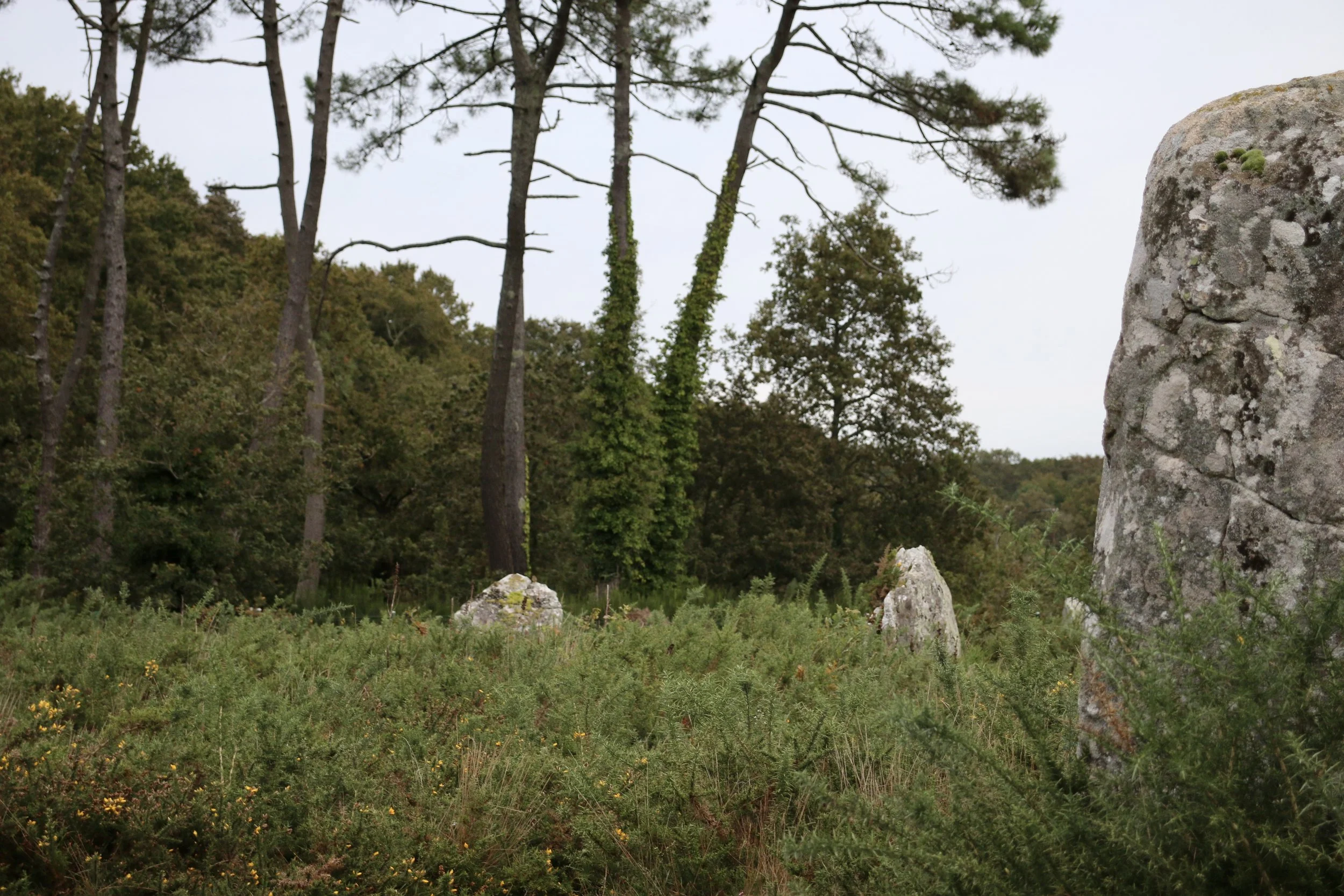 D55260C5-0A6A-4972-9C4B-3A58EF6E2631_1_201_a.jpeg