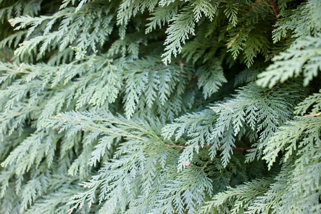 4FD299B0-89B8-4012-A738-15D118801881_1_105_c.jpeg