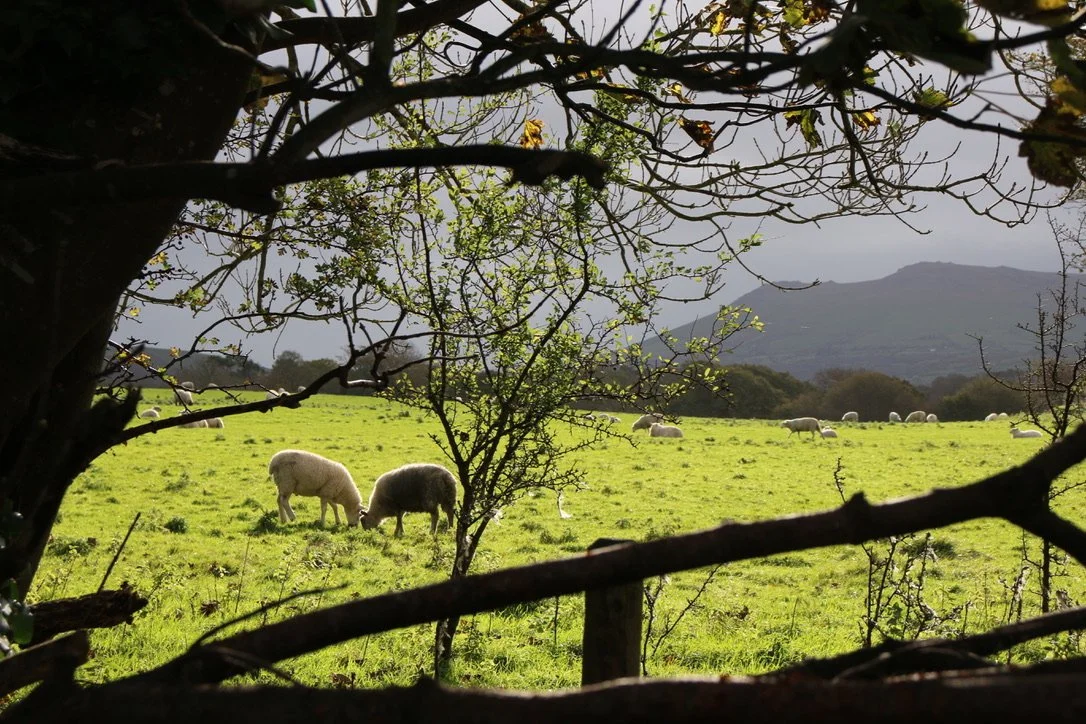 NUMINOUS Wales Ahrianrod's Castle sheep 3.jpeg