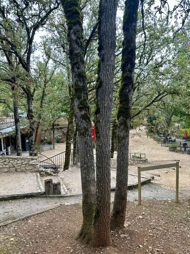 This is the tree with the root that goes all the way down through the first cave