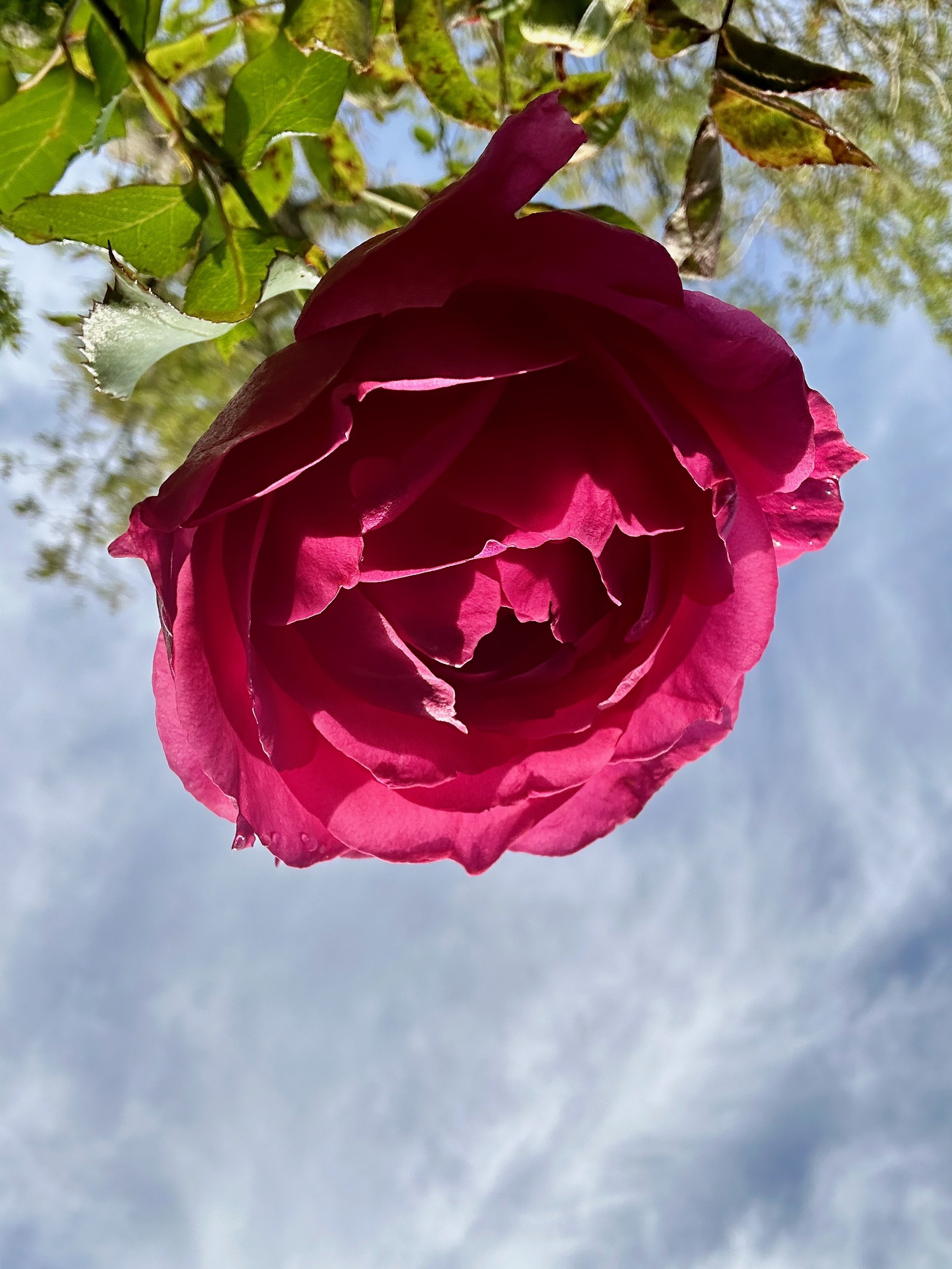 IMG_4358.jpeg