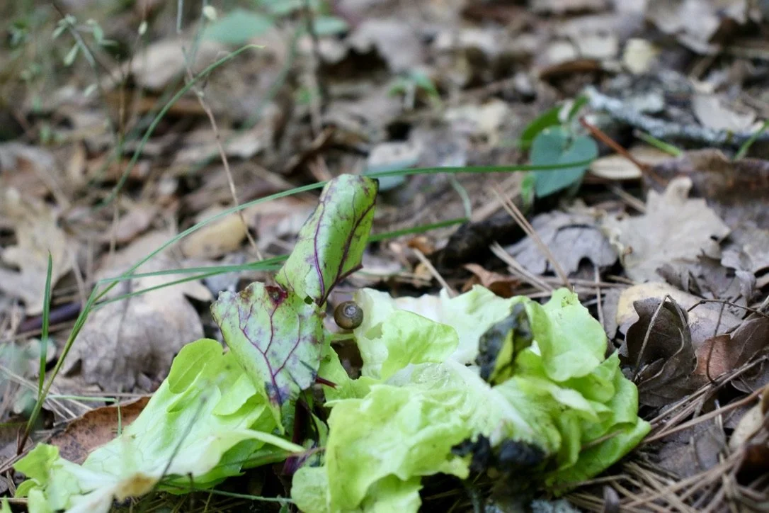 We carried our snail friend on a leaf into the forest where they could thrive :)