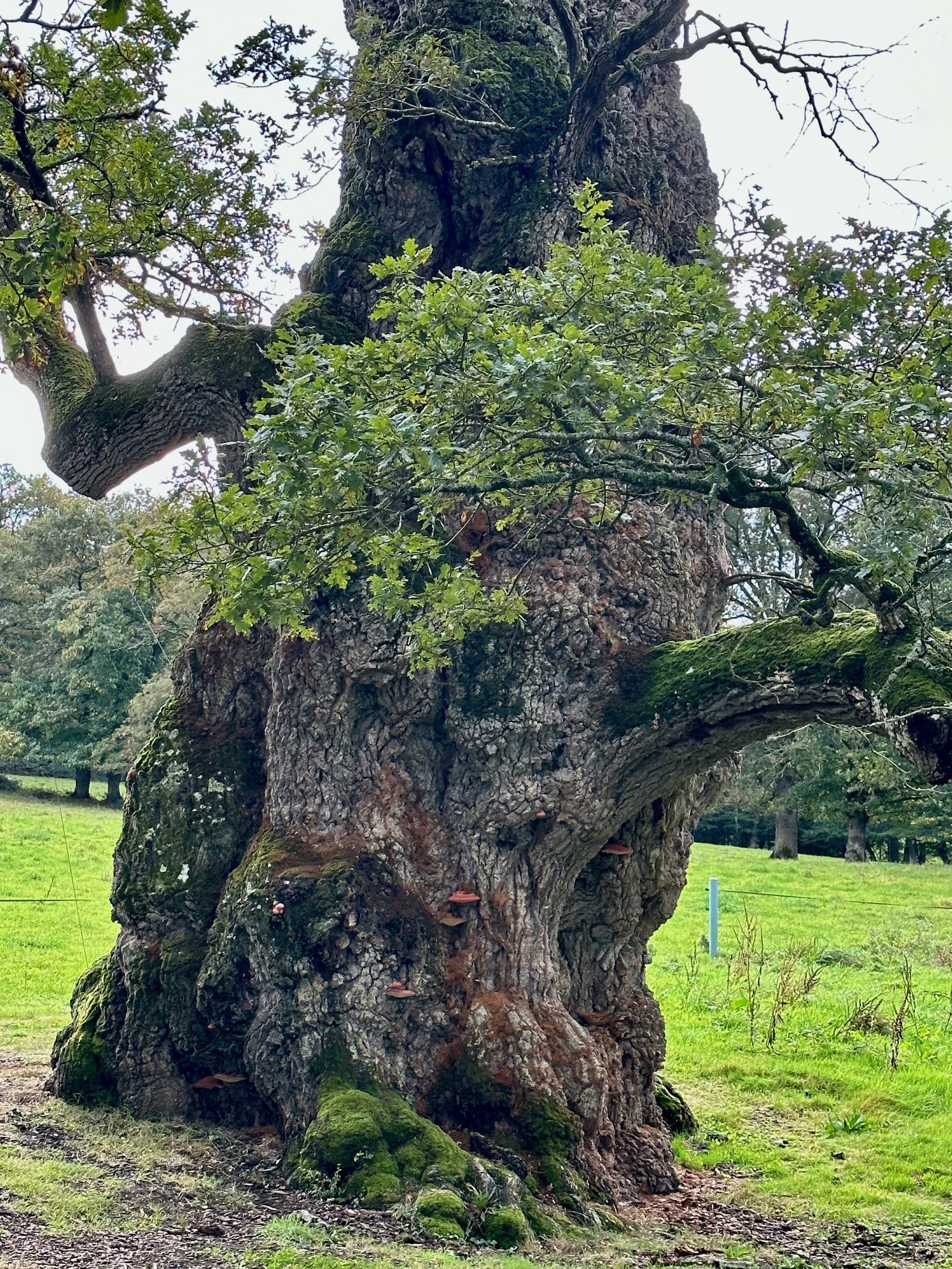 Chêne à Guillotin - Guillotin's Oak, between 80-1000 years old