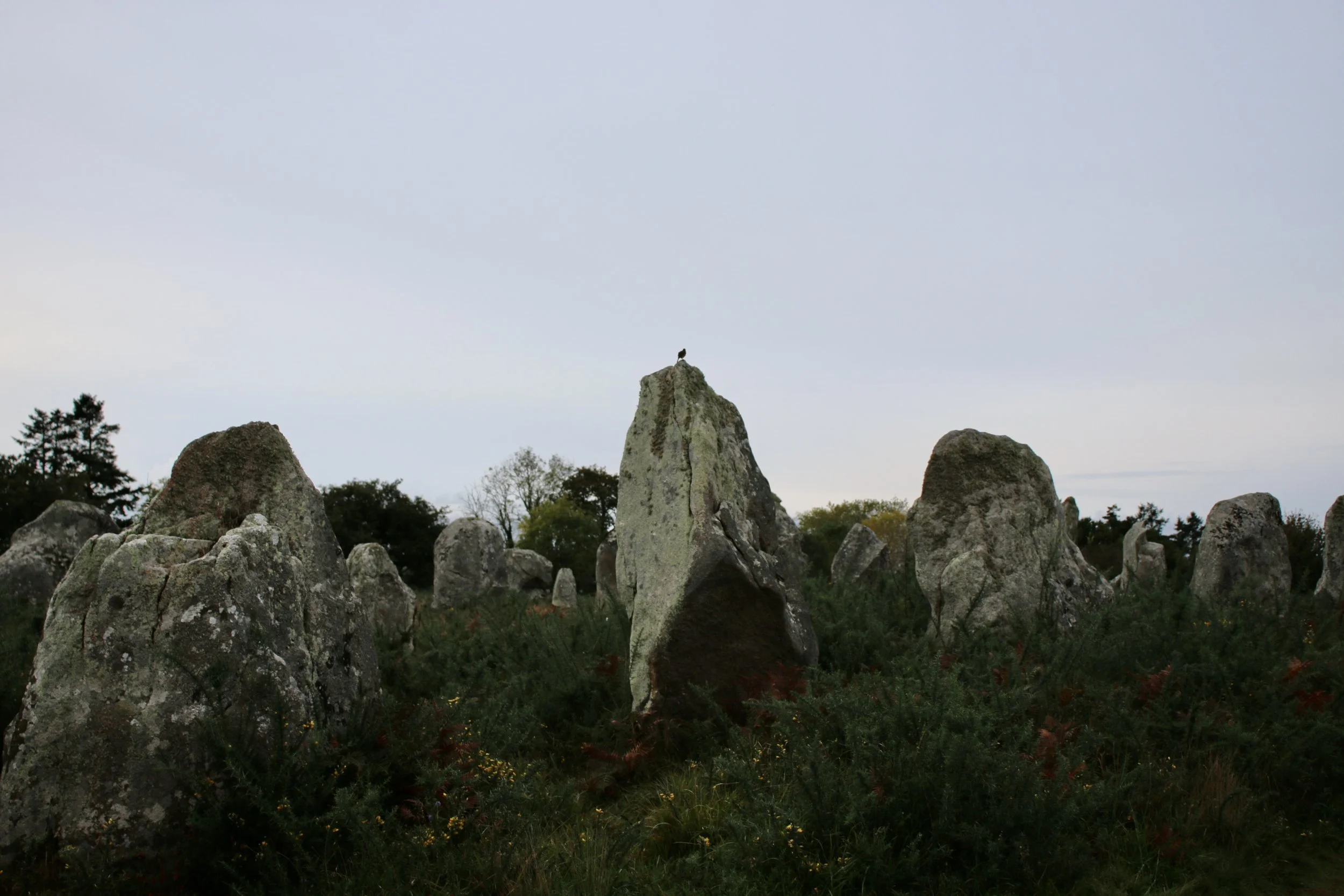 C9EA1A8D-A576-4AD5-934F-E43983474A78_1_201_a.jpeg