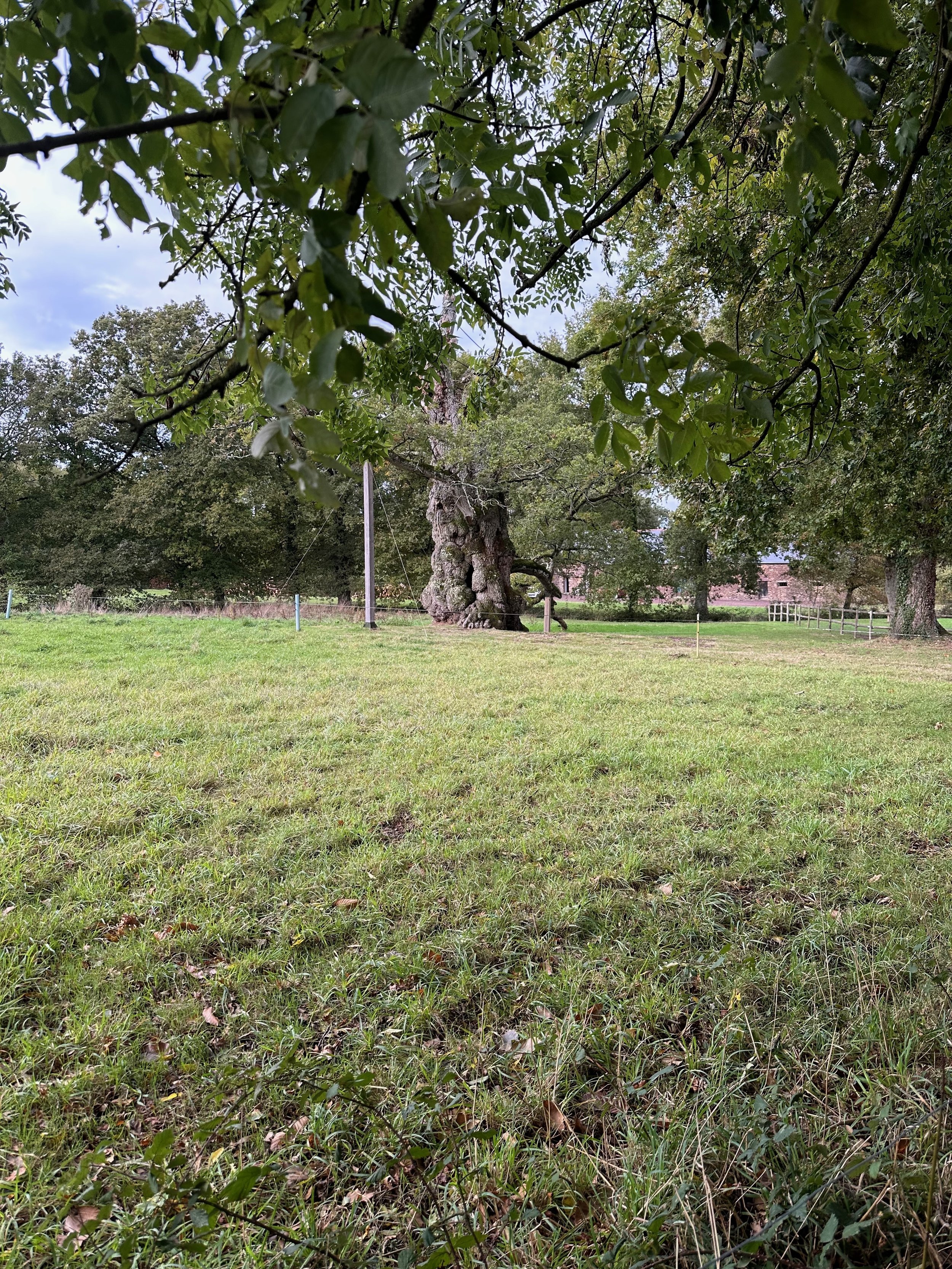 NUMINOUS France Chêne à Guillotin Oak 3.jpeg