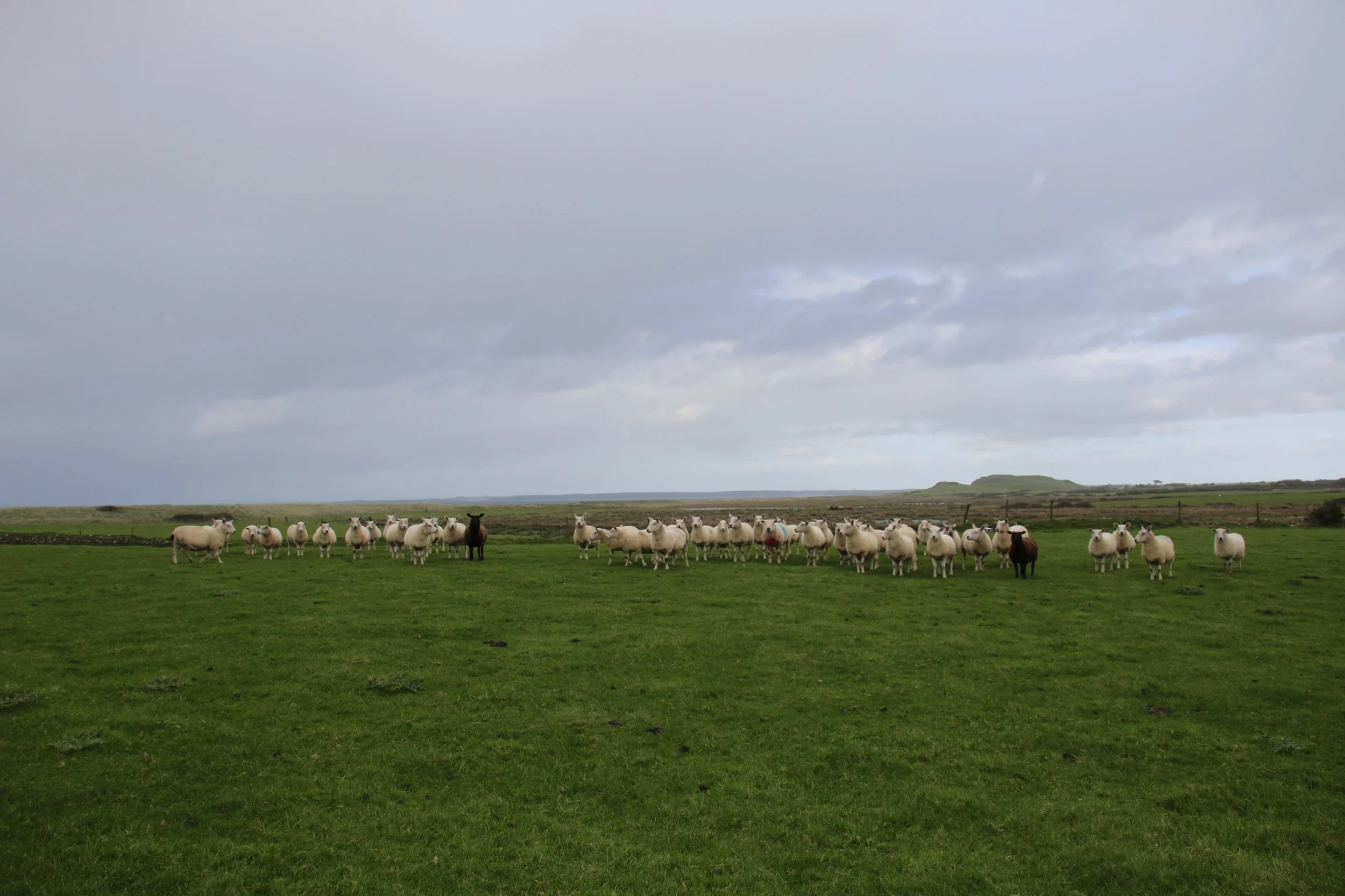 NUMINOUS Wales Ahrianrod's Castle sheep 2.jpeg