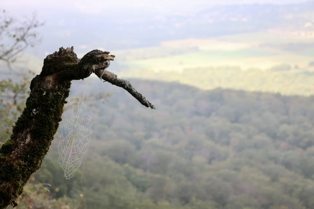 A spiderweb on our path as we vented and recovered after the church cave...