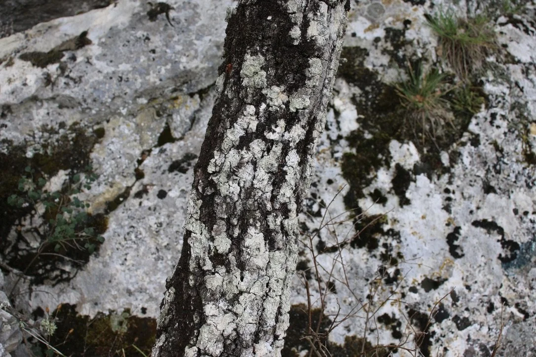 And a tree perfectly camouflaged with the stone behind it