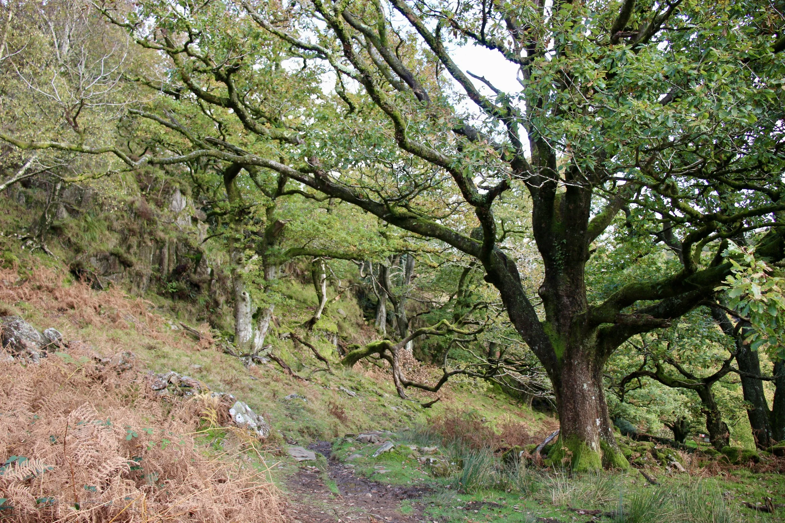 NUMINOUS Snowdonia Wales 13.jpeg