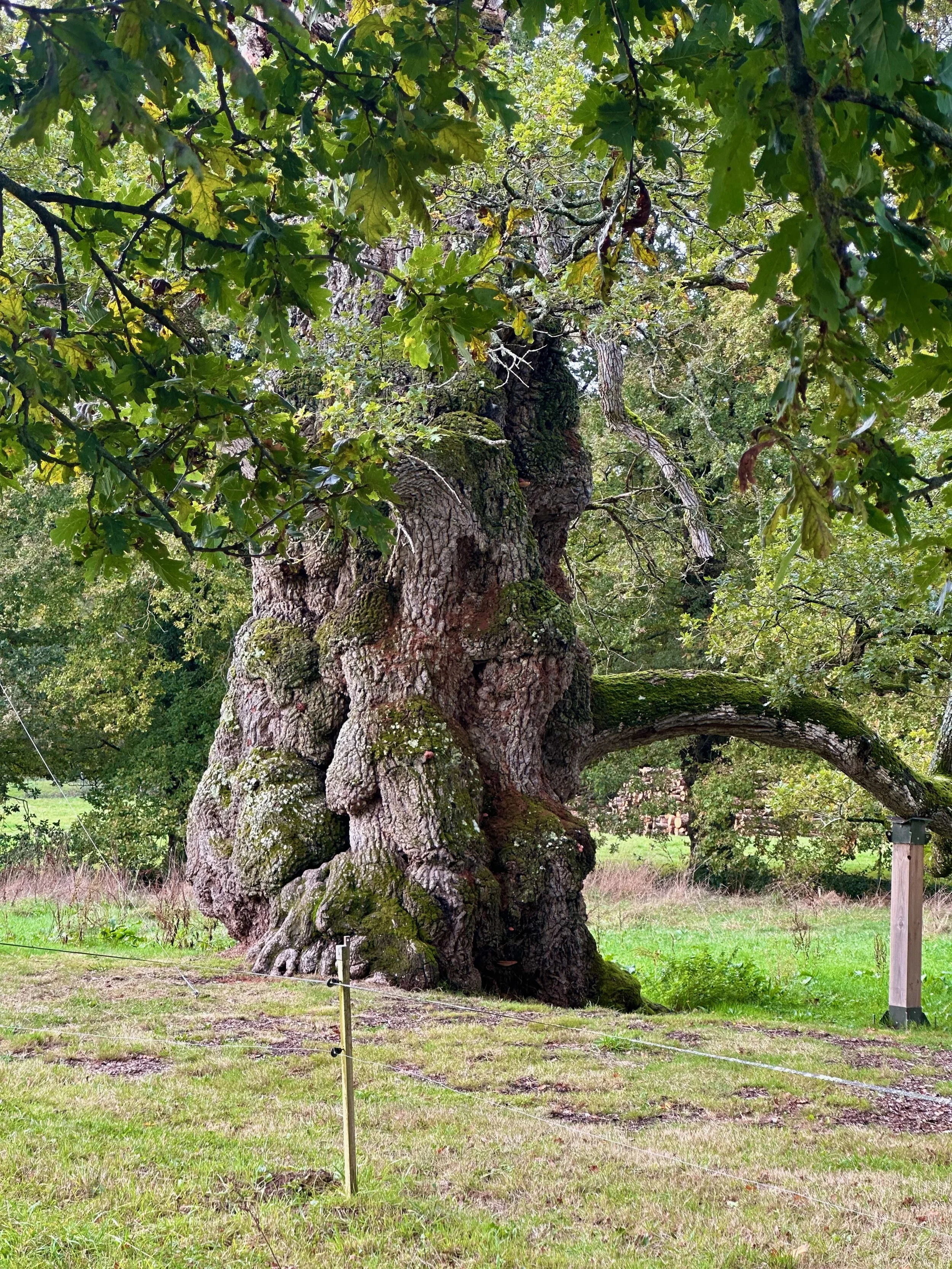 NUMINOUS France Chêne à Guillotin Oak 1.jpeg