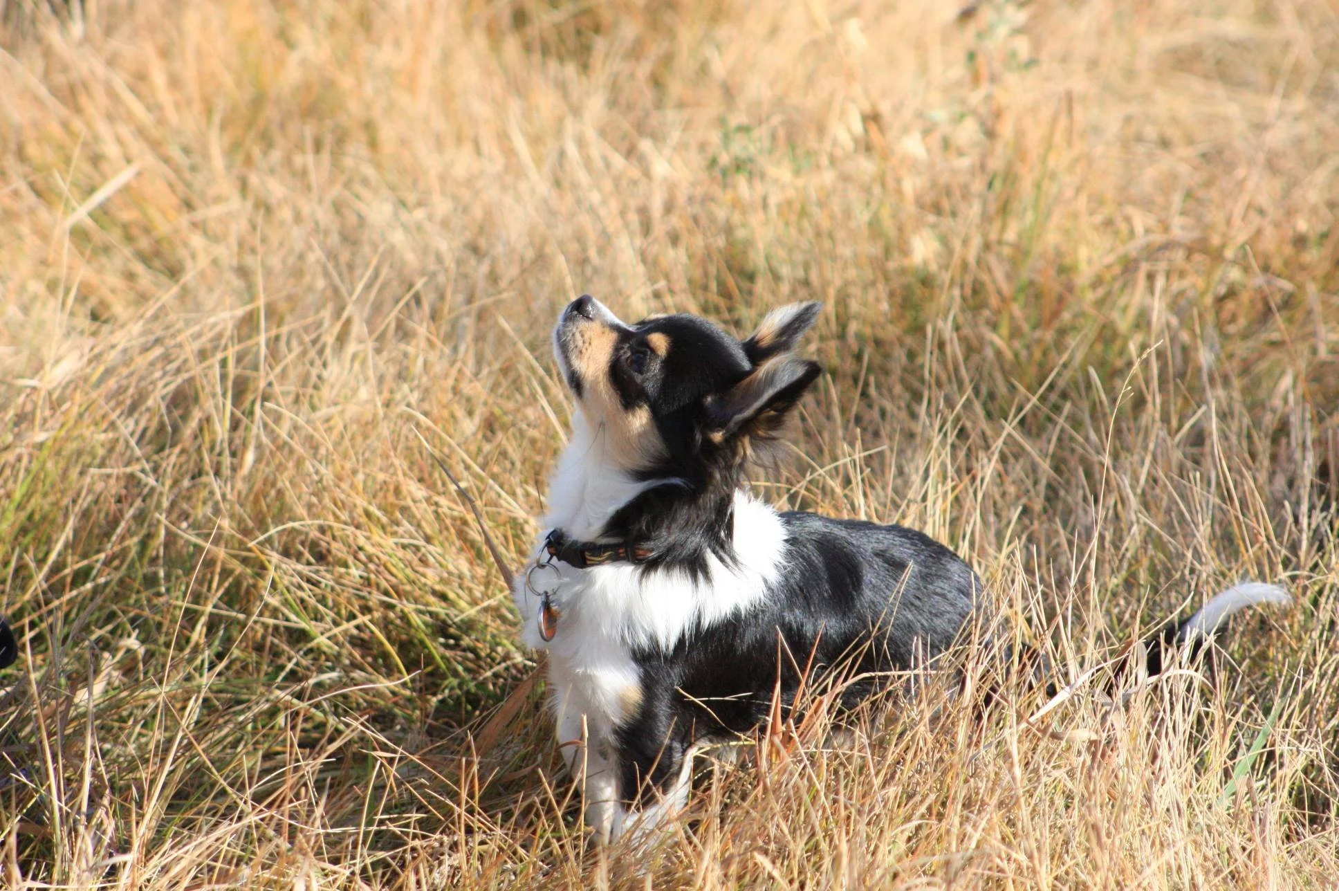 Warman Dog Training Puppy Classes Saskatoon