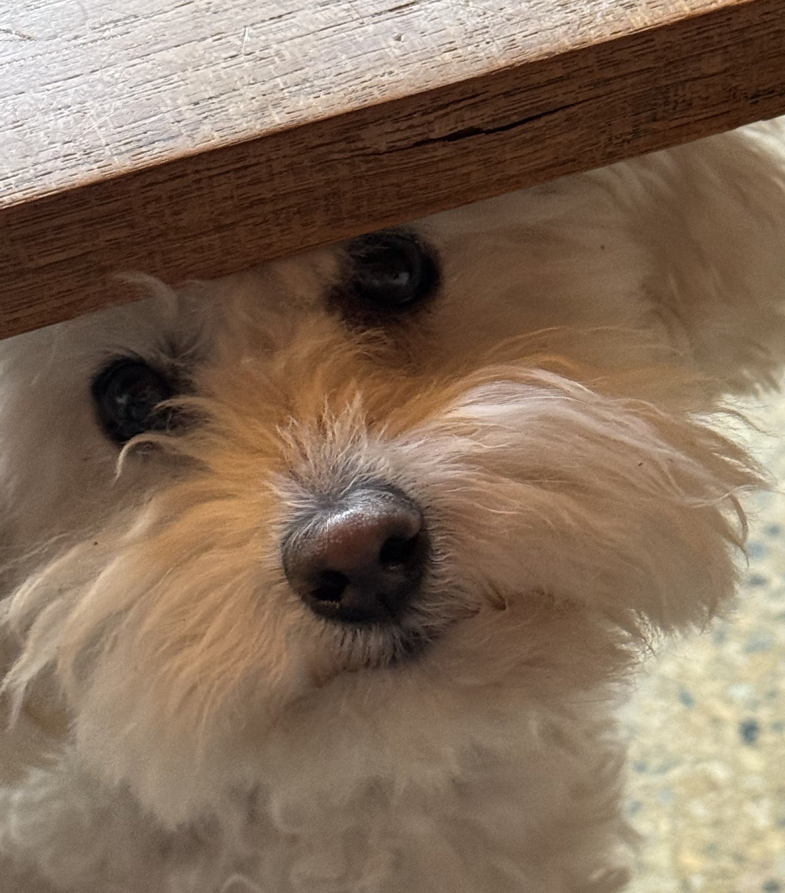 A blond toy poodle peeking out from under a table