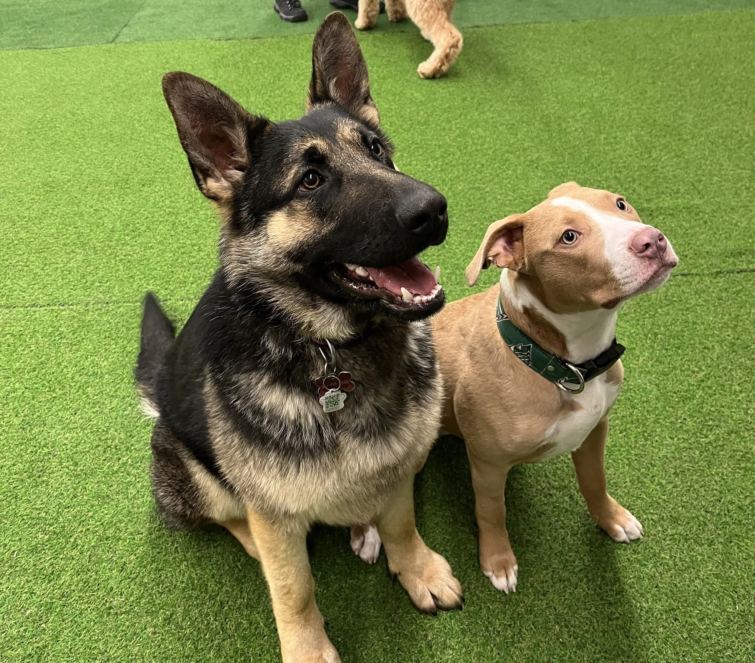 Reactive Dog Training Tips for Calm Walks in Saskatoon and area