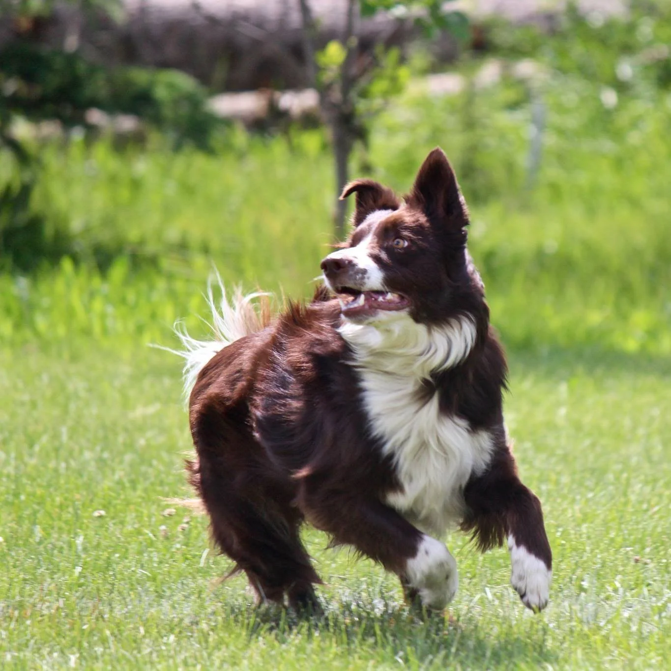 How to change jumping up to sitting quietly. 