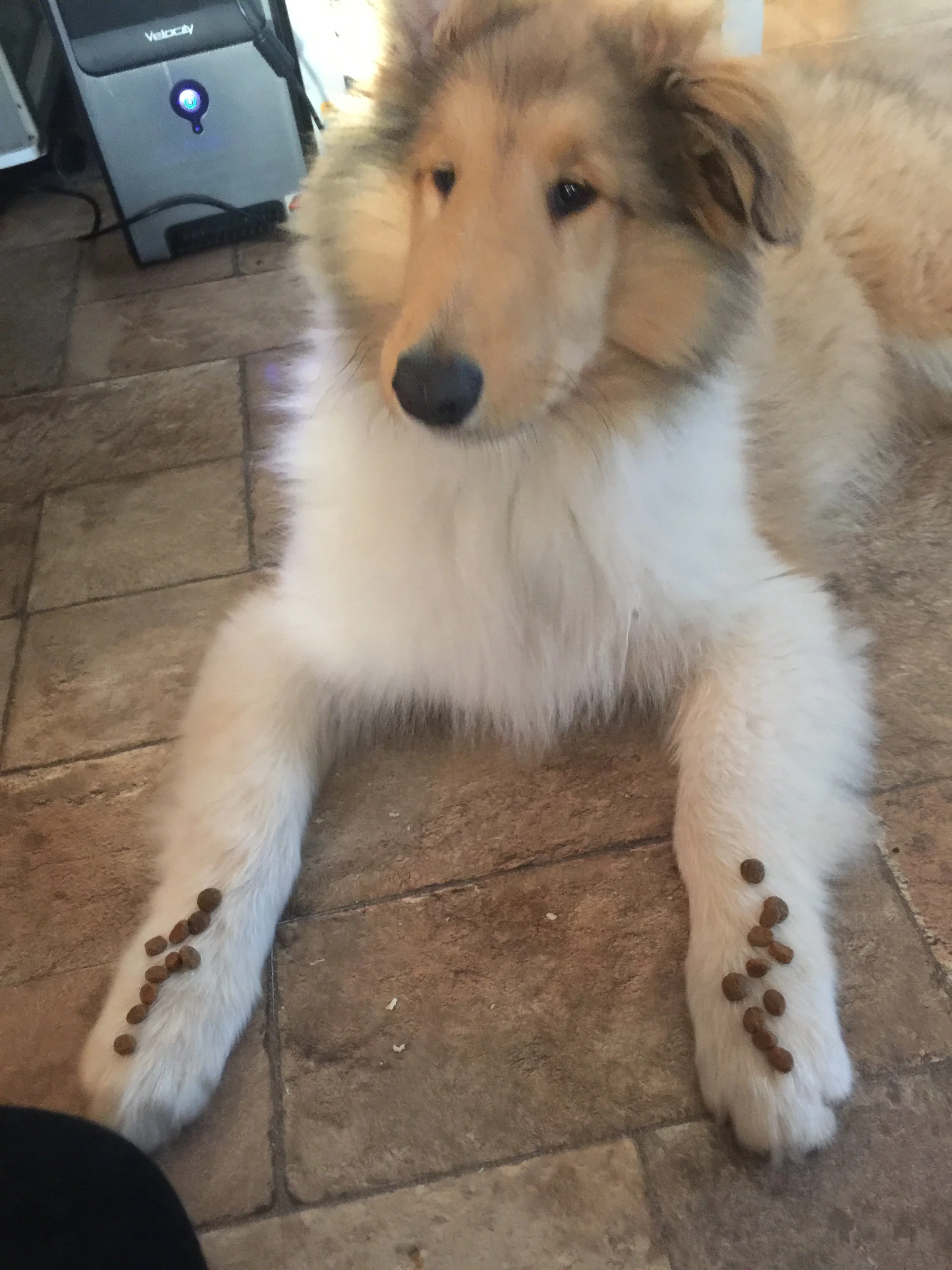 How to Choose the Right Puppy Class in Saskatoon, Warman and Area - coming soon