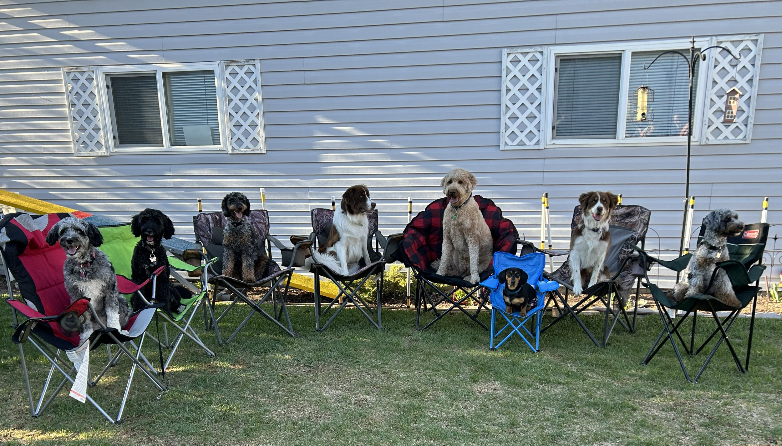 Positive Dog/Puppy Training vs. Correction Training Methods