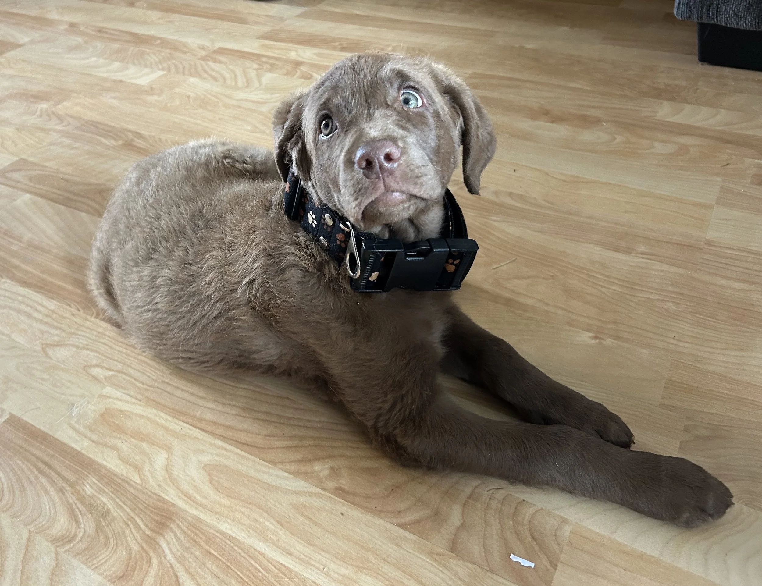 Best Puppy Classes in Saskatoon, Martensville &amp; areas