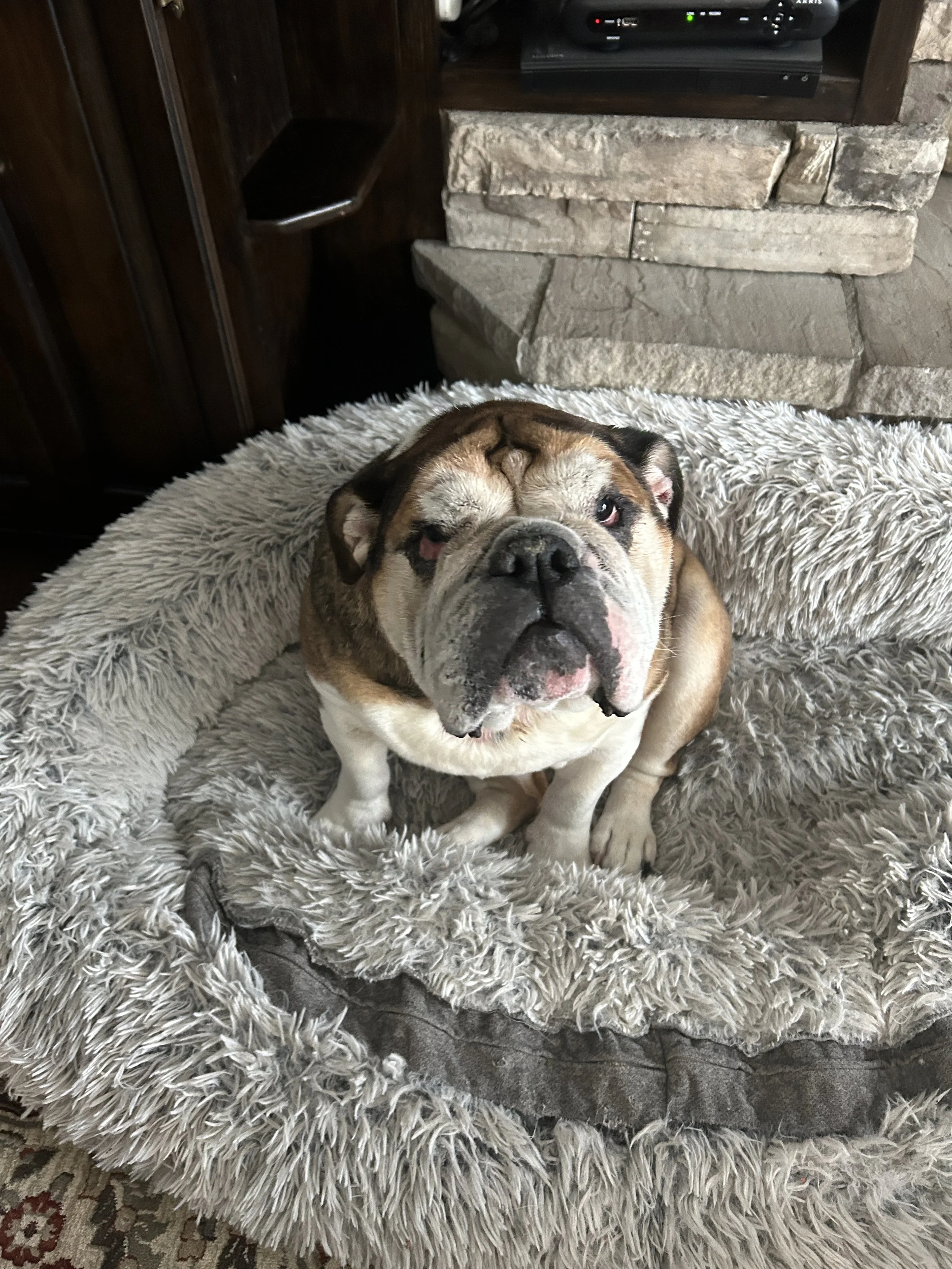 Fireworks?- why is my dog scared?