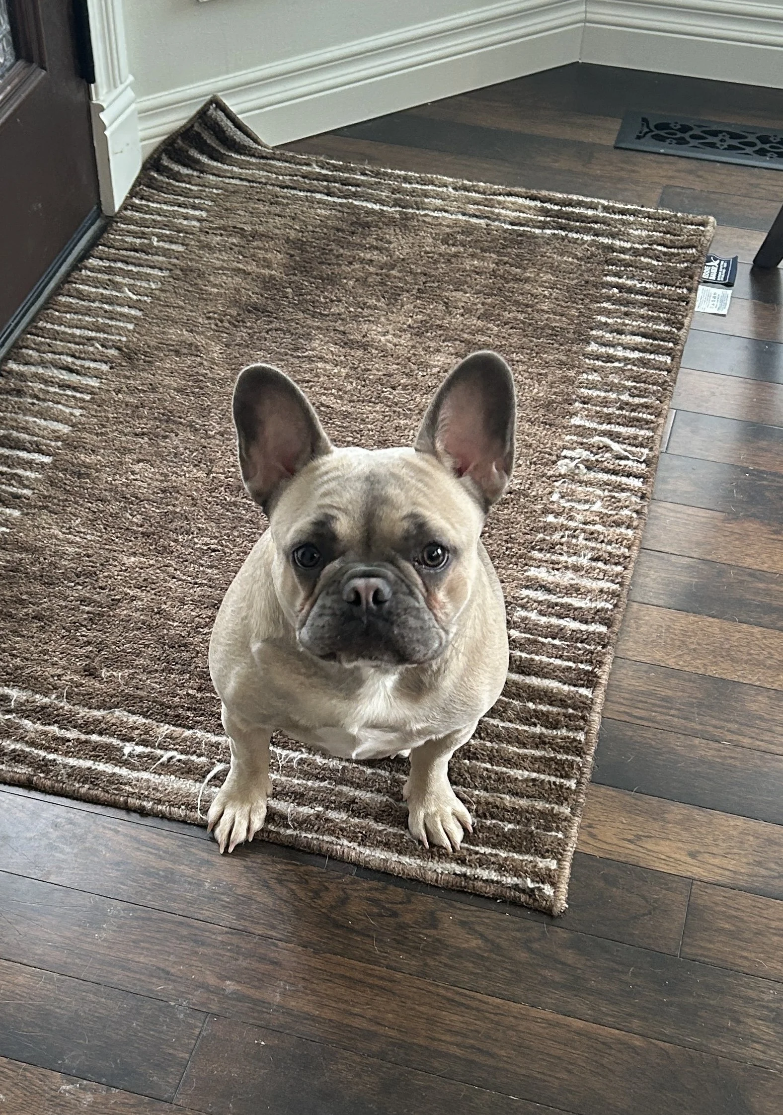 Private Dog Training Saskatoon