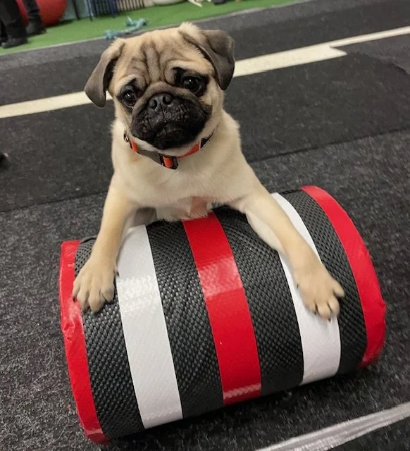 Dog Trick &. Agility Classes Saskatoon
