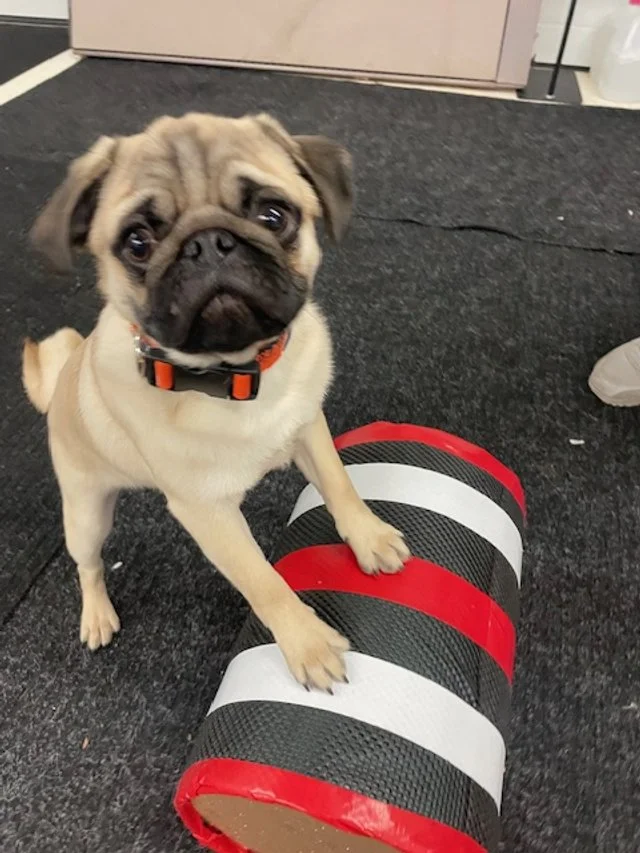 Pug Puppy rolling a roller in trick class